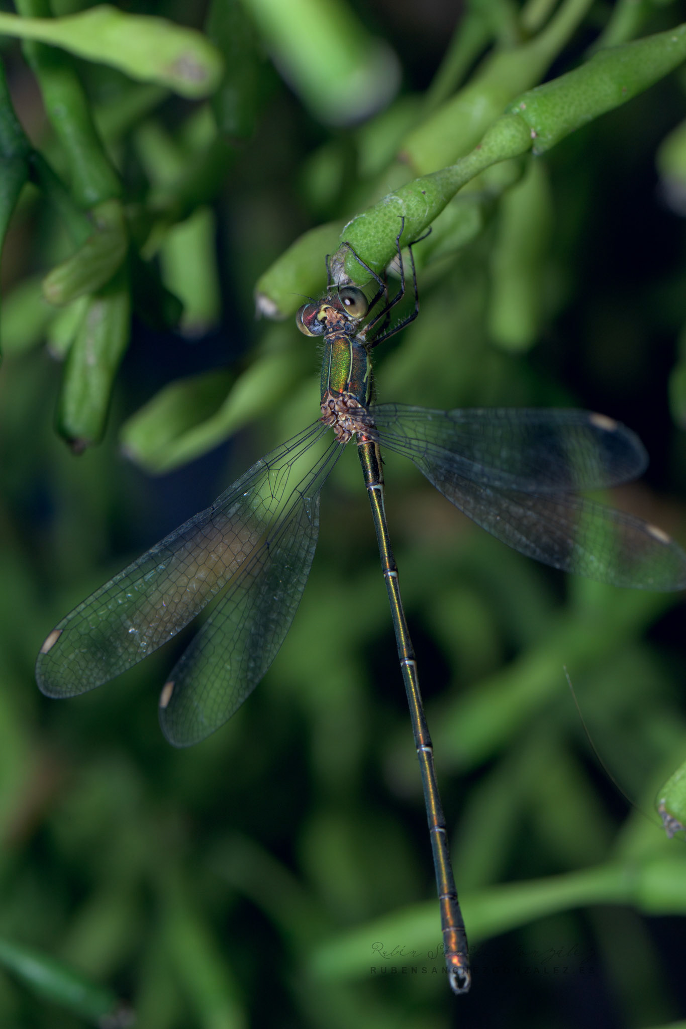 Libelula o Lestes inaequalis - Macro
