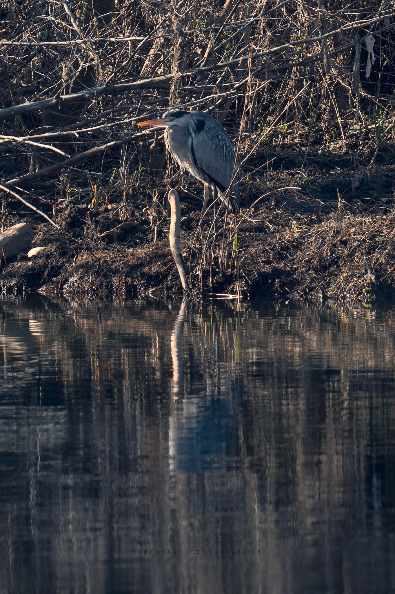 Garza Real o Ardea cinerea - Aves
