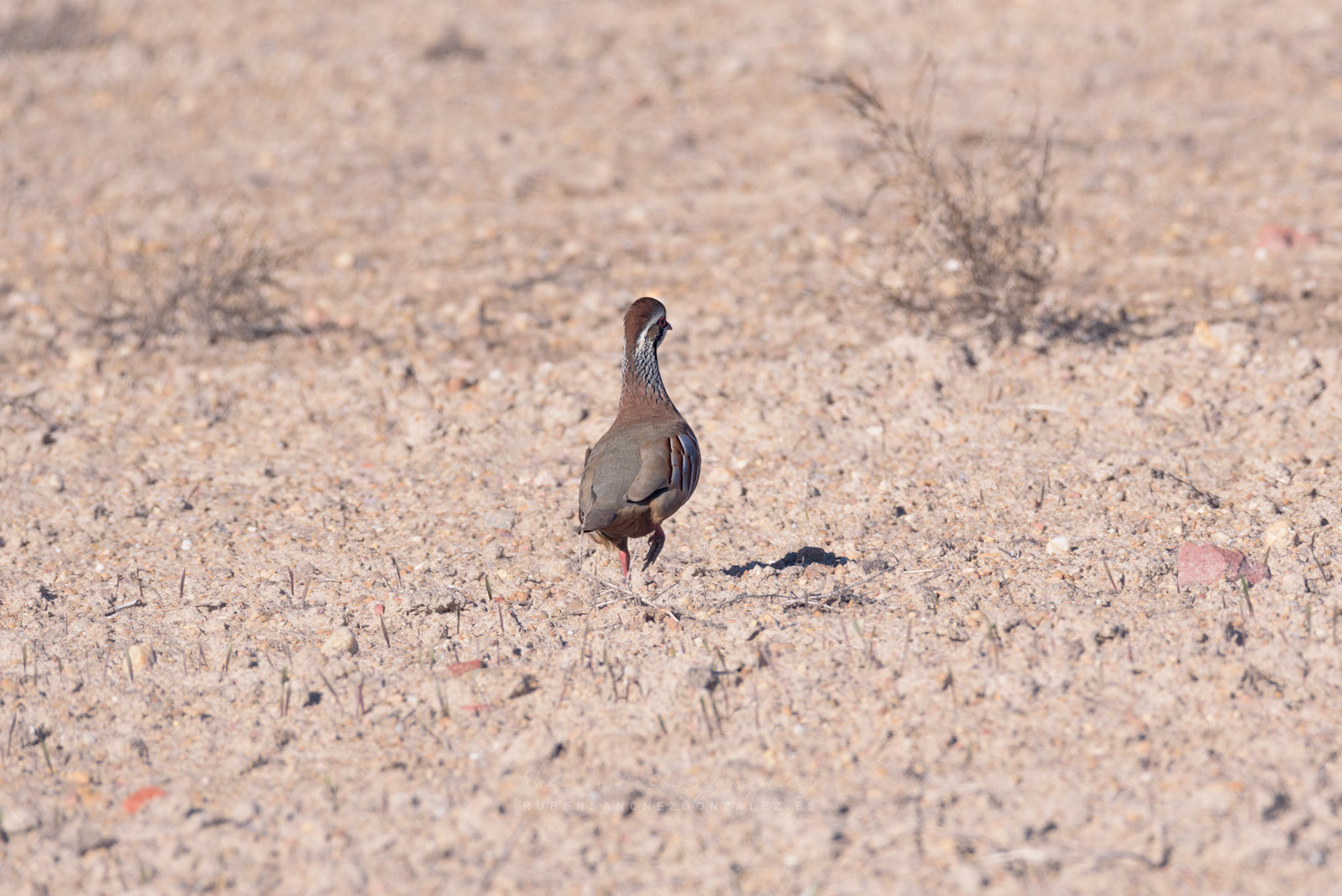 Perdiz roja o Alectoris rufa - Aves