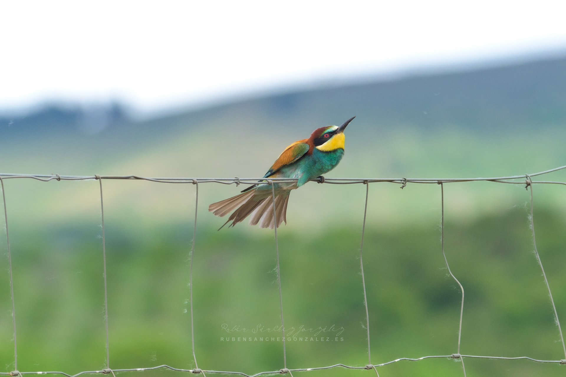 Abejaruco o Merops apiaster - Aves