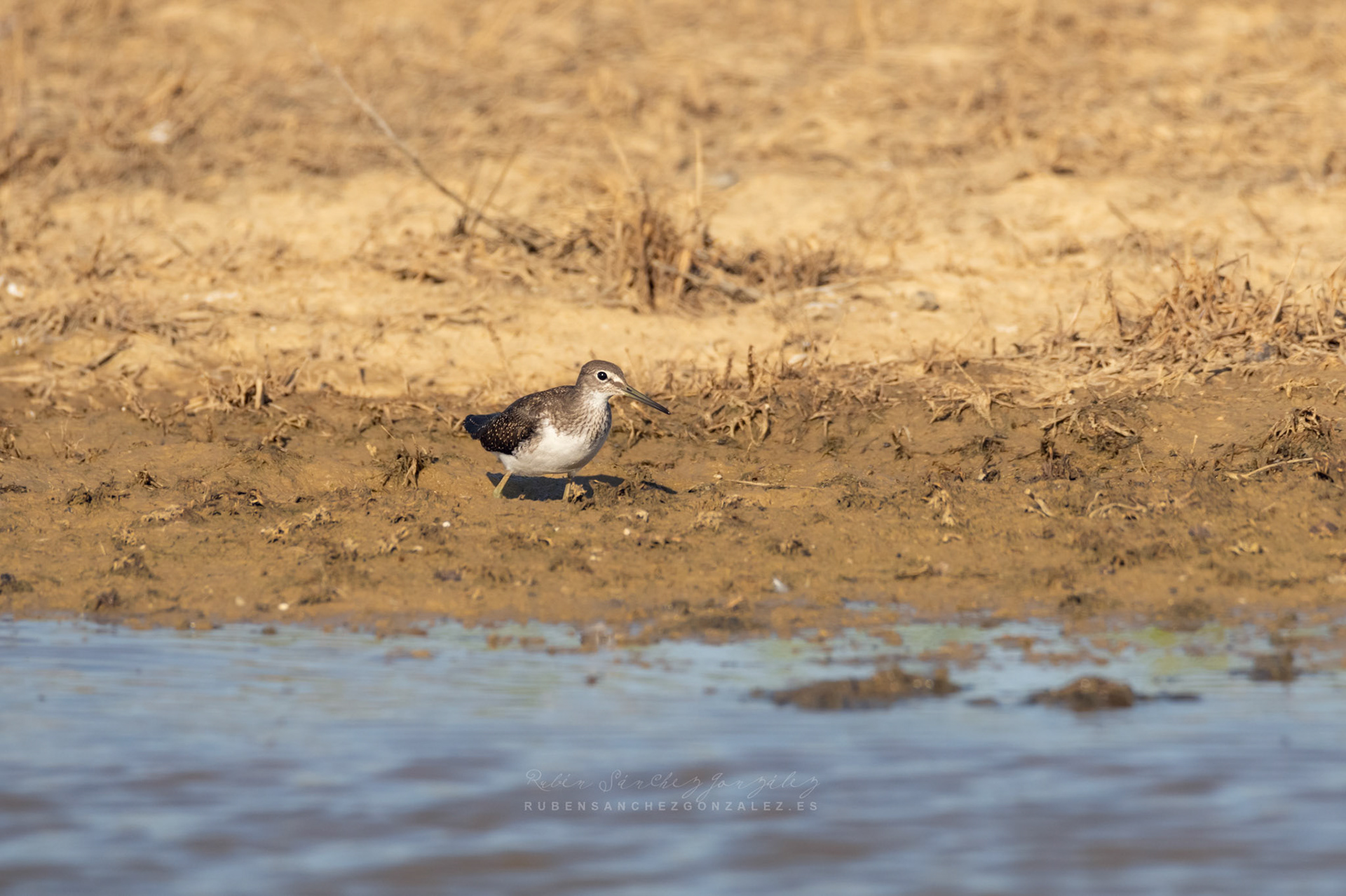 Andarios Chico o Actitis hypoleucos - Aves