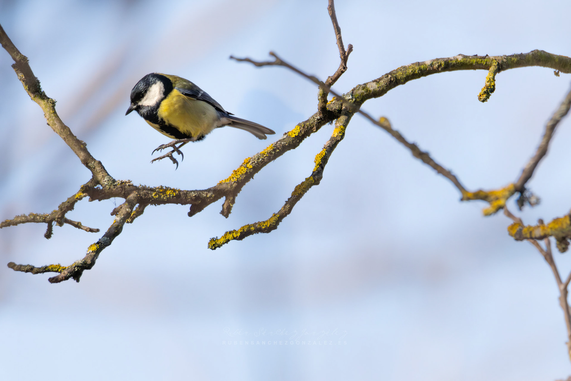 Carbonero común o Parus major - Aves