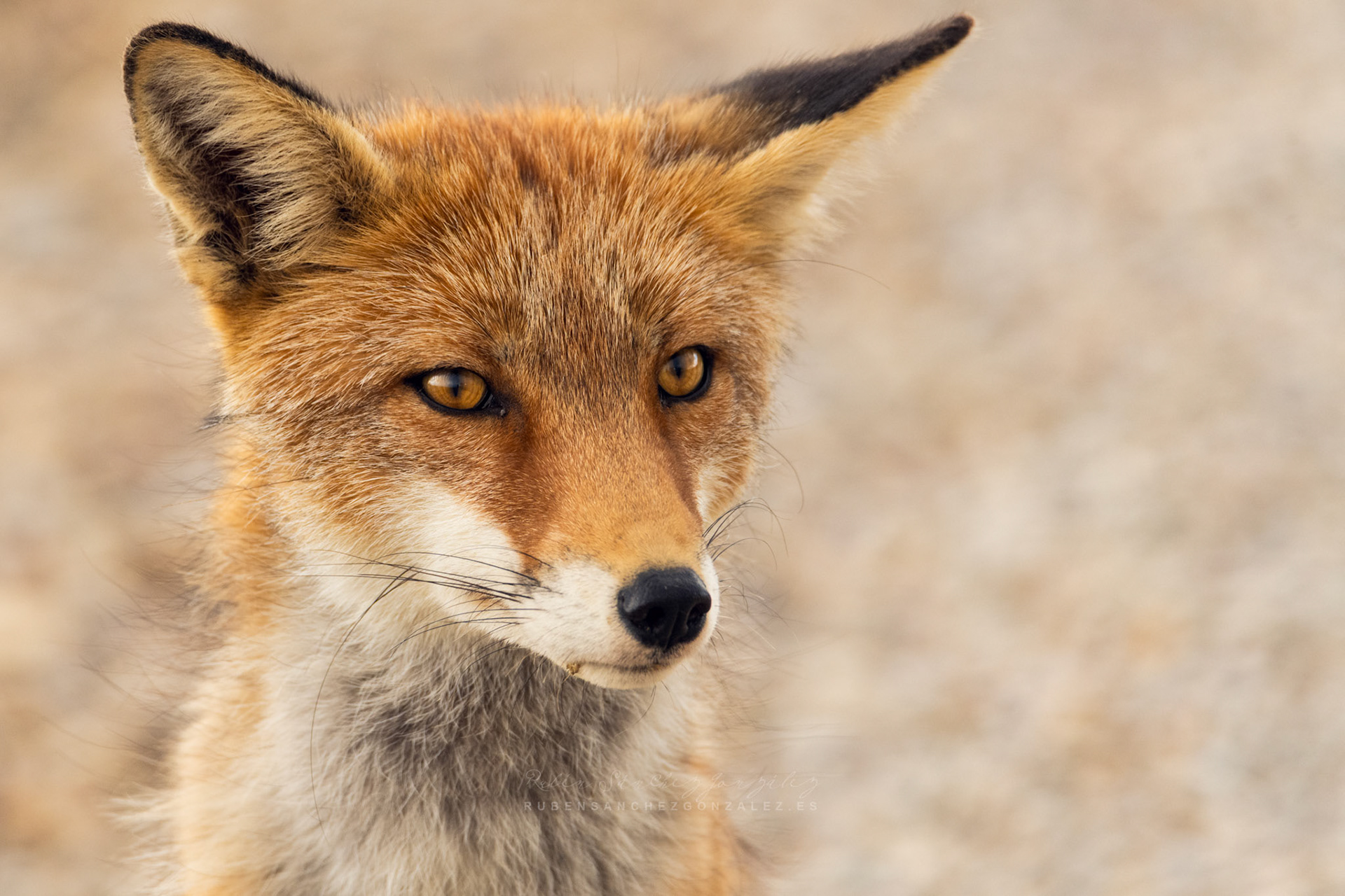 Zorro o Vulpes vulpes - Animáles