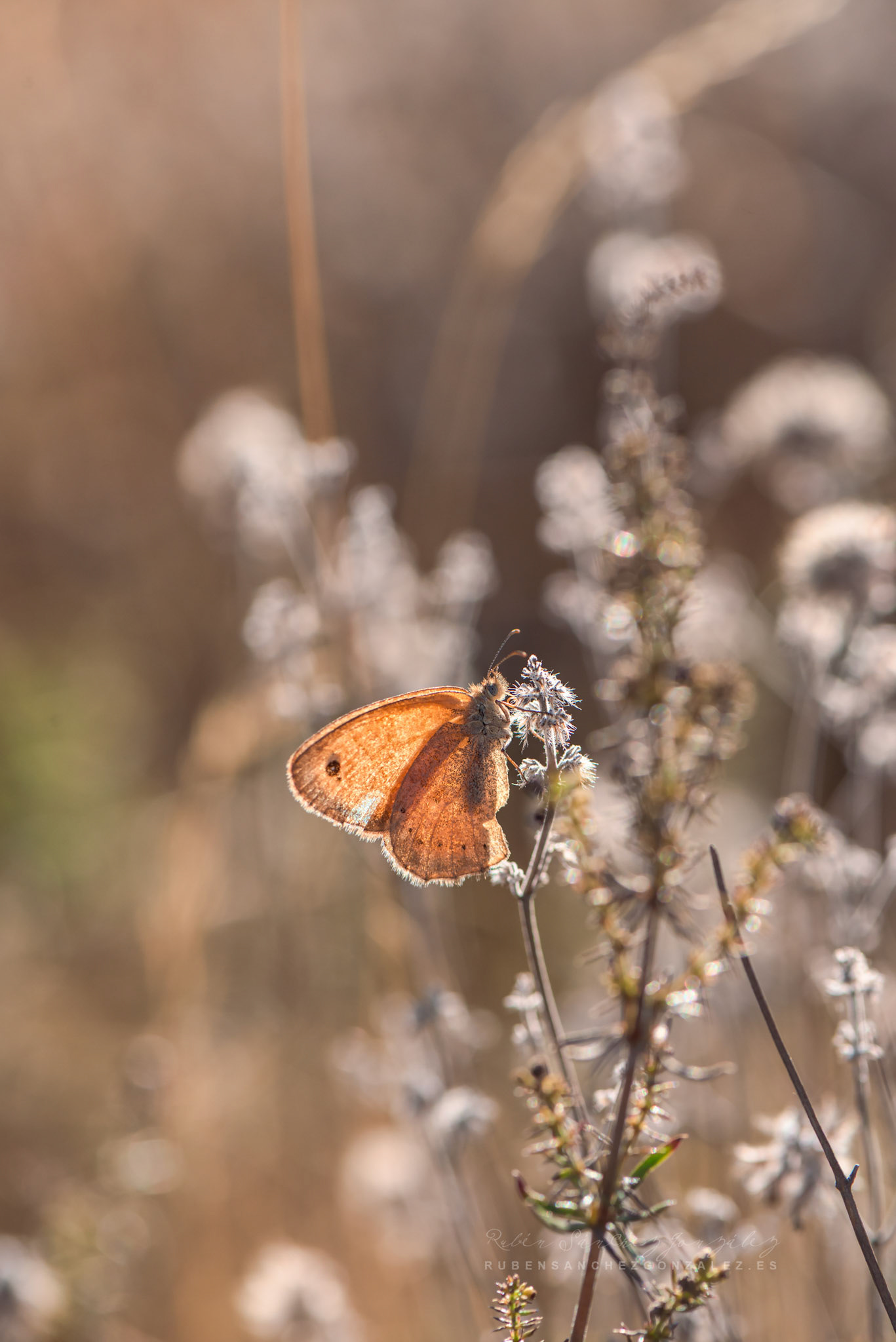 Hyponephele licaon - Macro