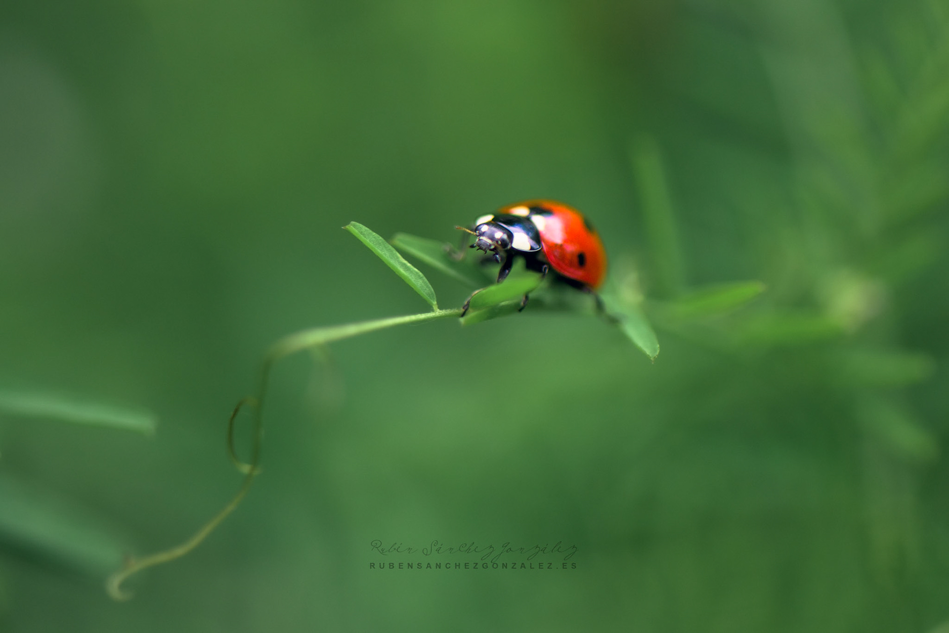 Mariquita o Coccinélidos - Macro