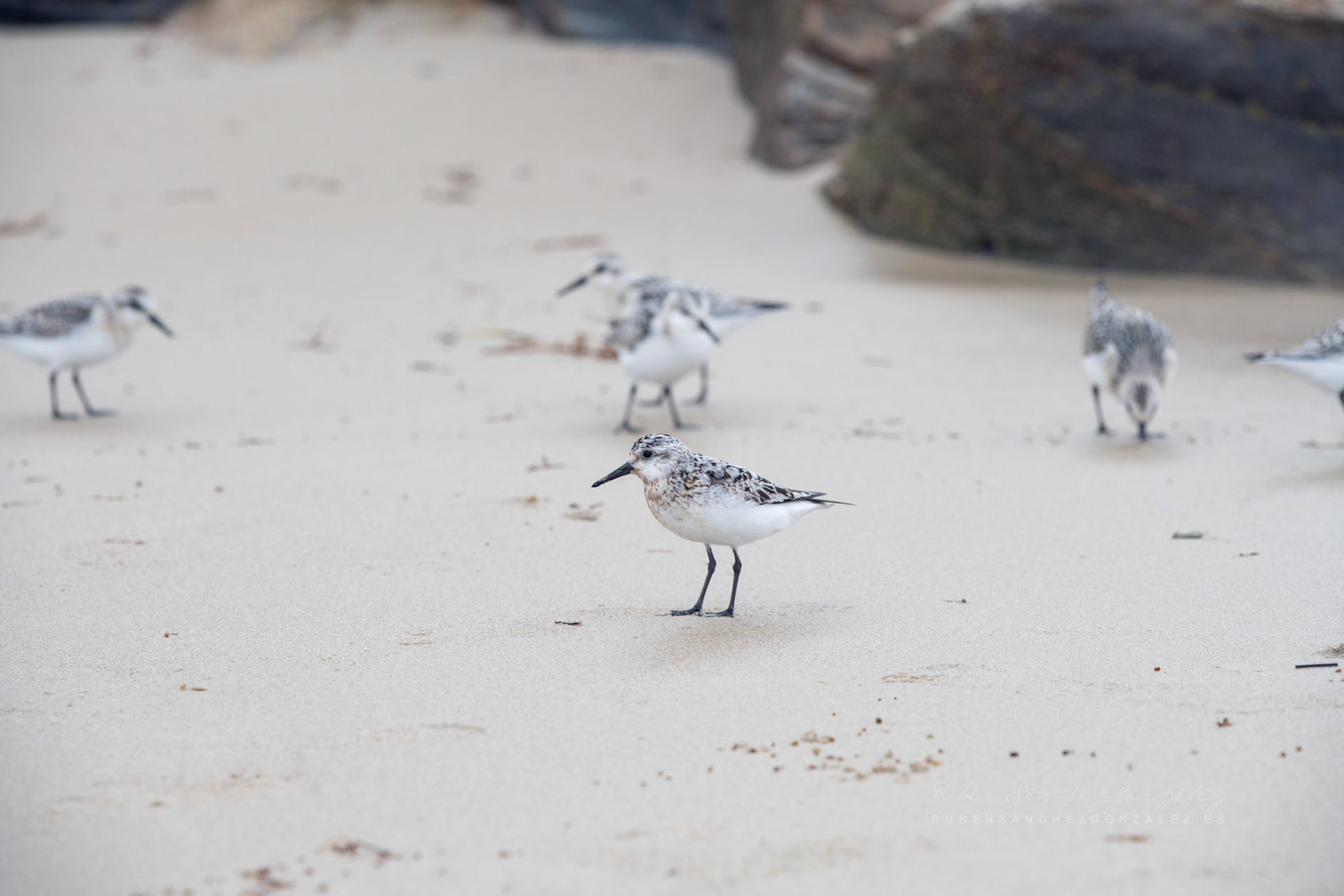 Correlimos o Calidris alba - Aves