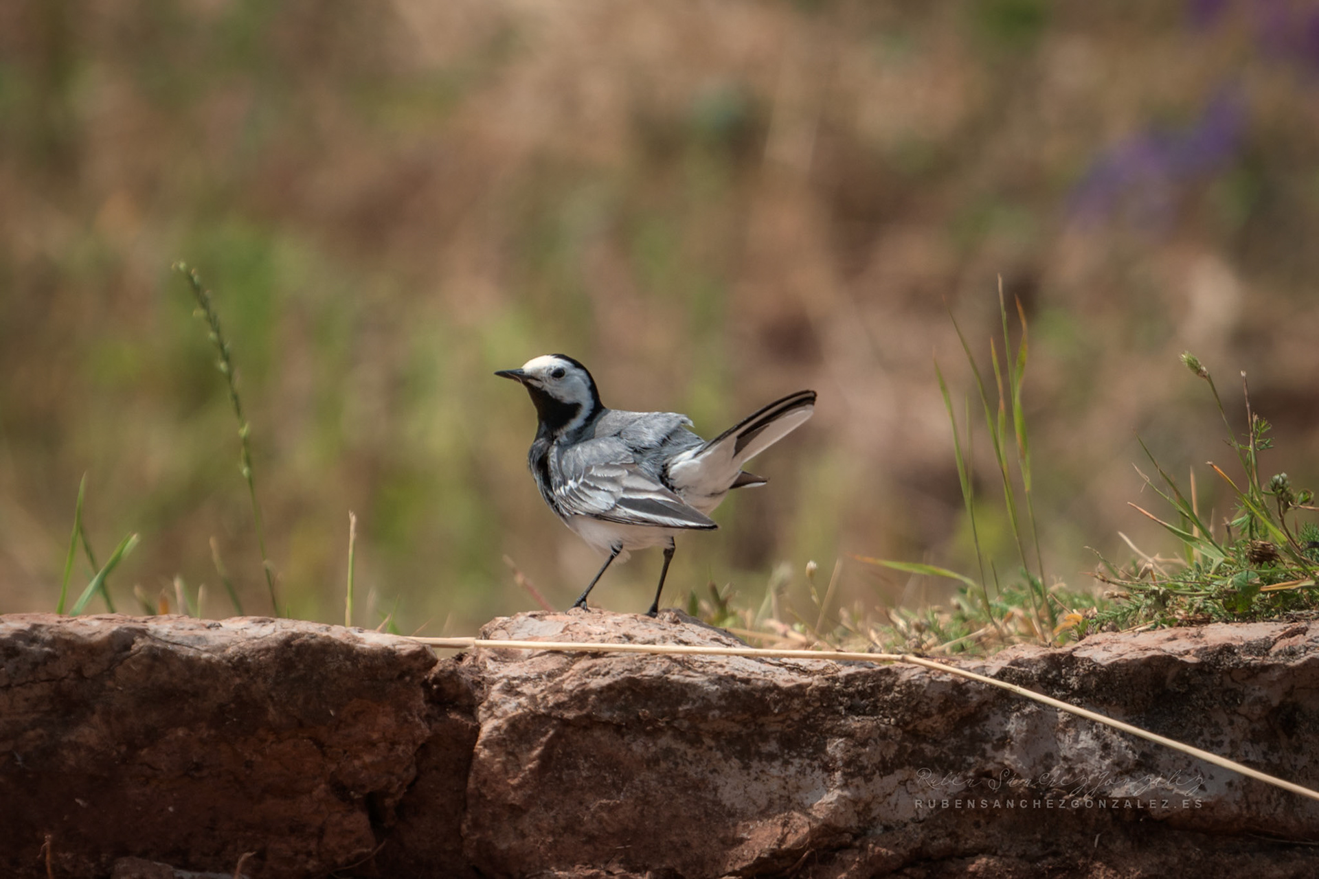 La lavandera blanca o aguzanieves - Aves