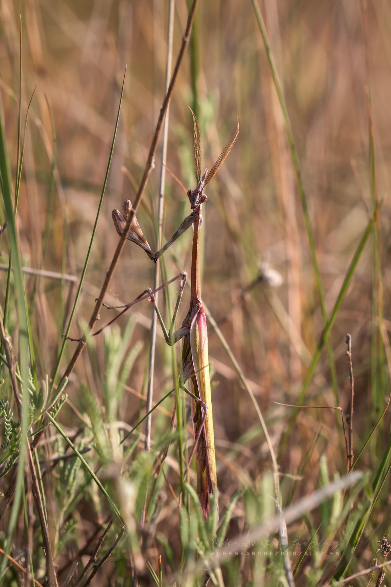 Empusa pennata - Macro