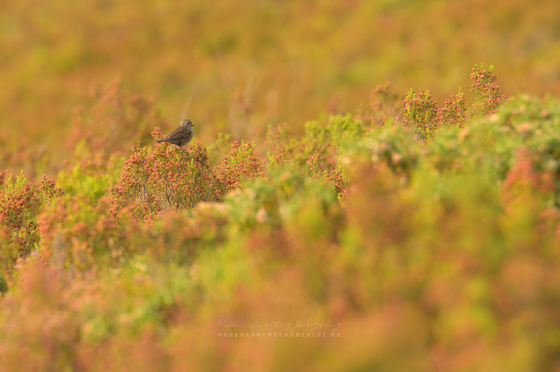 Acentor Común o Prunella modularis - Aves
