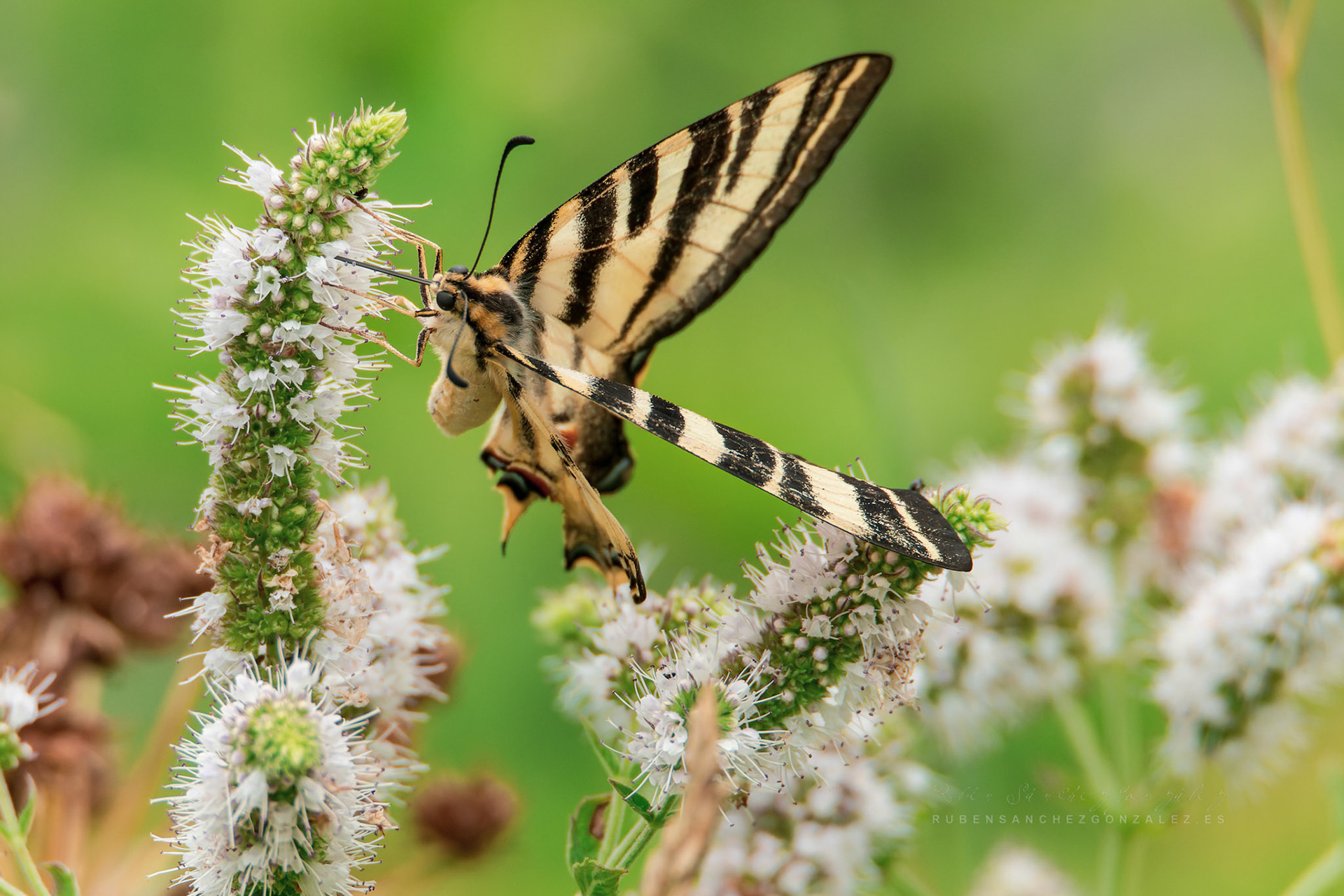 Mariposa Linnaeus o Iphiclides podalirius - Macro