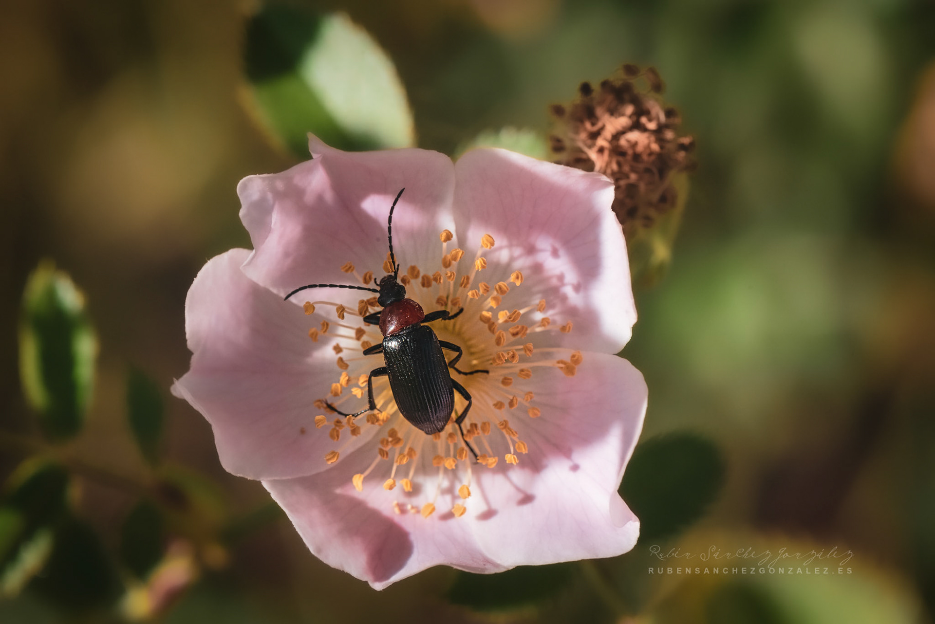 Dinoptera collaris - Macro