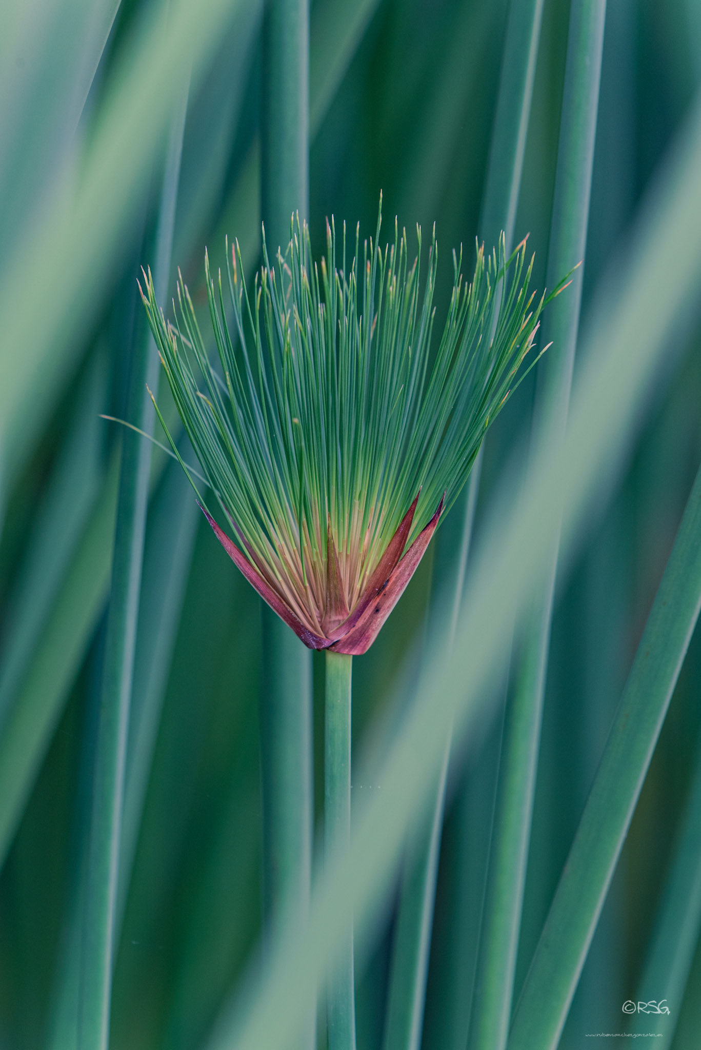 Cyperus Papyrus - plantas