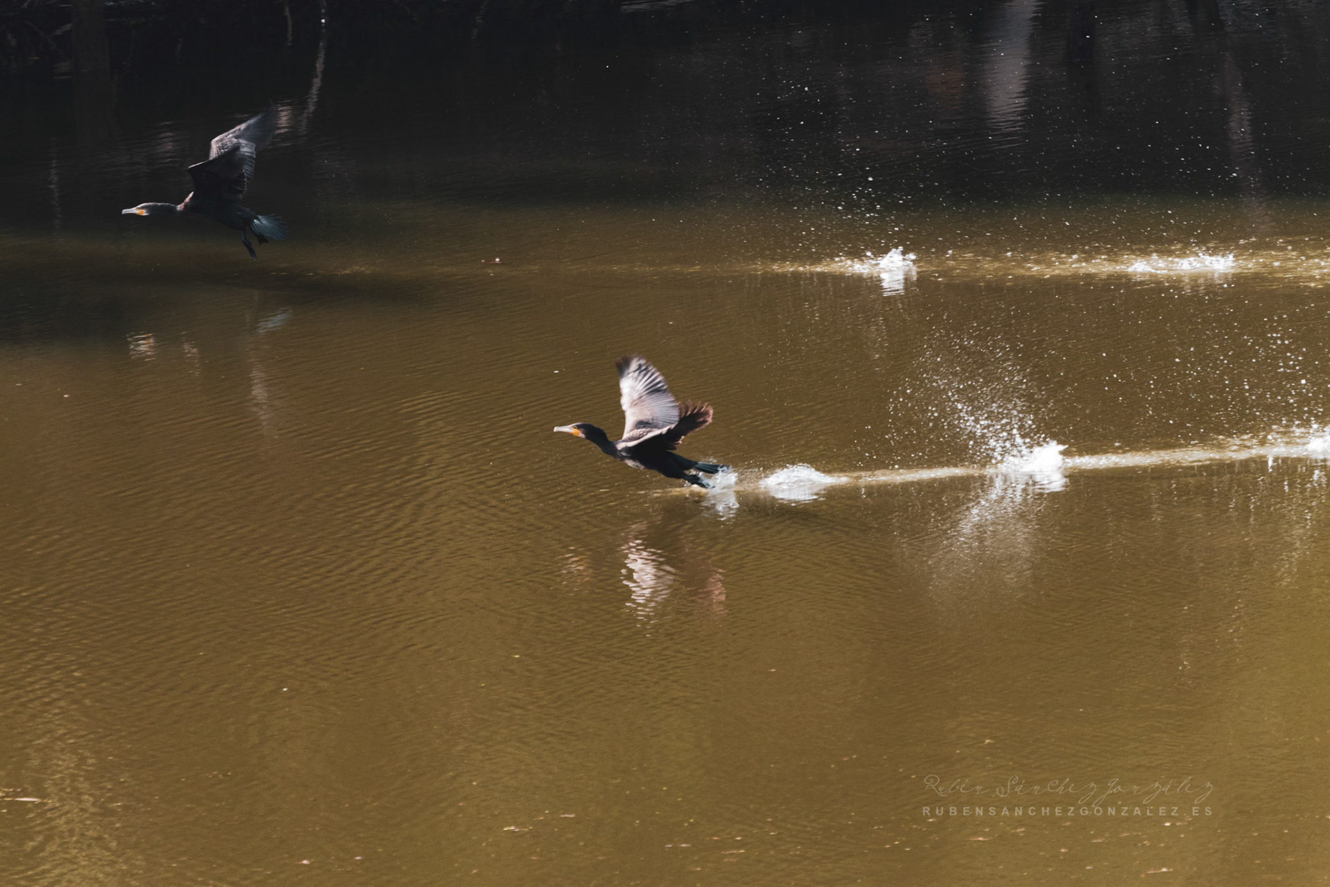 Cormorán - Phalacrocorax carbo - Aves