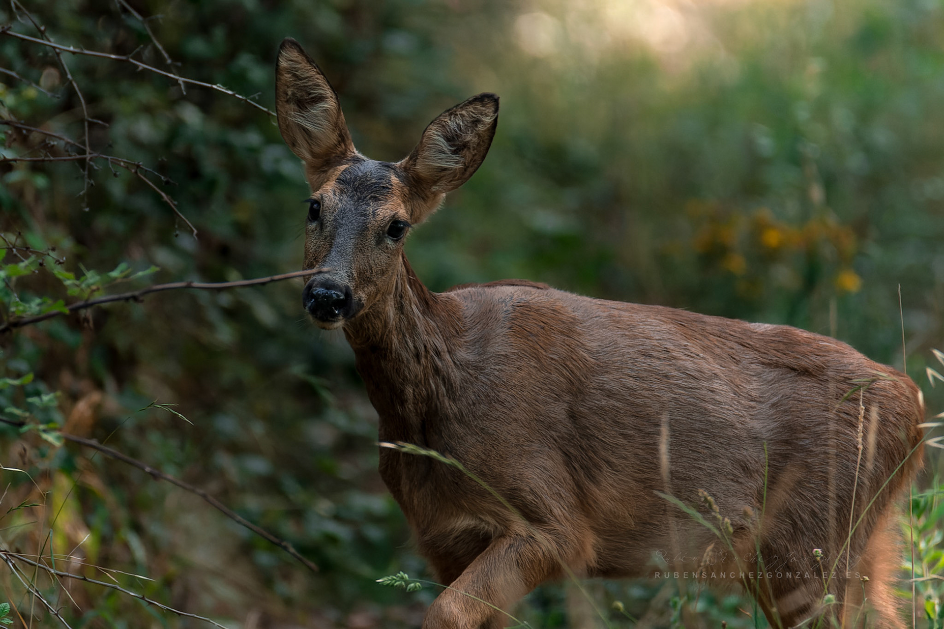 Cierva o Capreolus capreolus - Animales