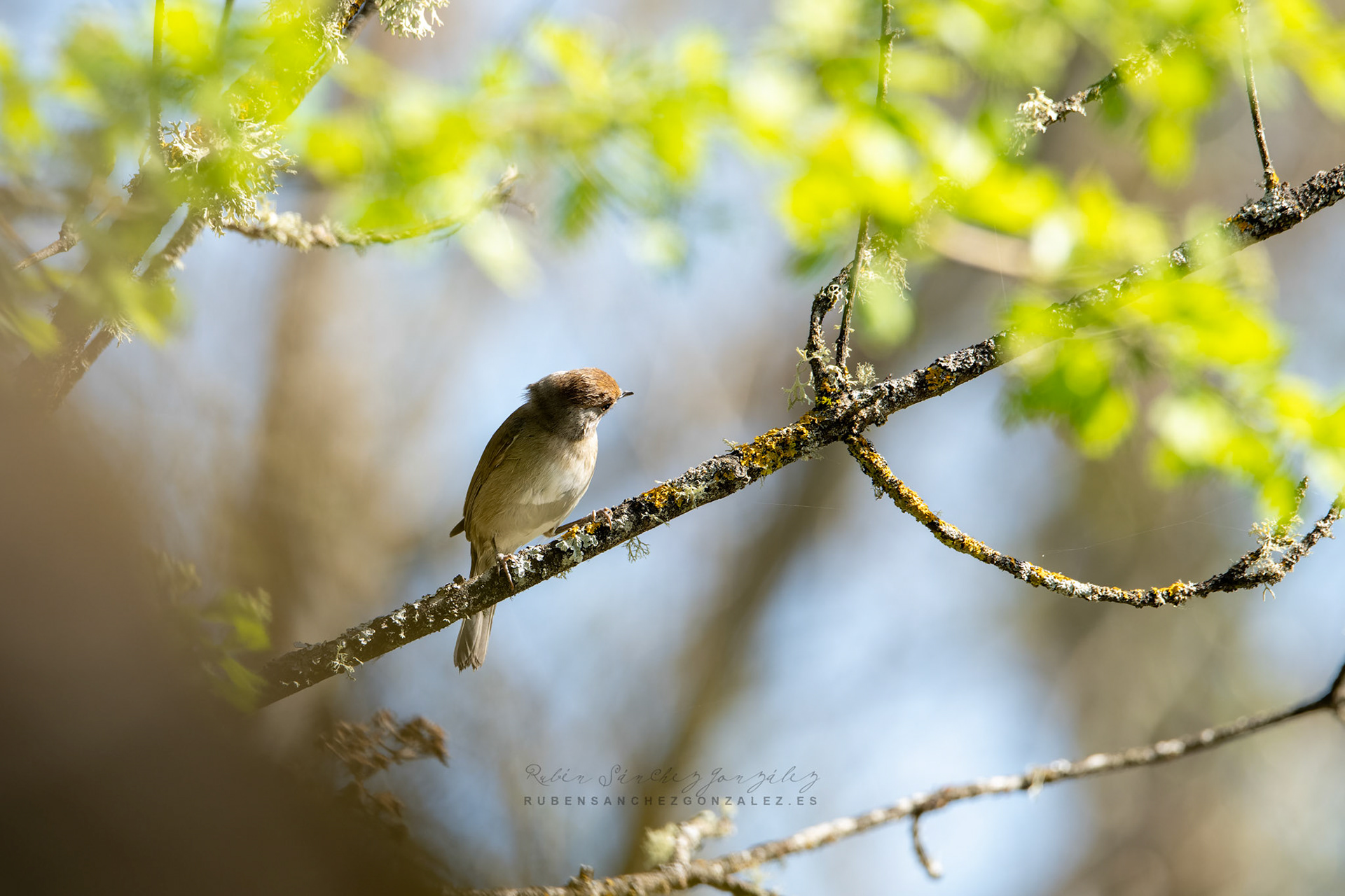 Curruca capirotada o Sylvia atricapilla -Aves