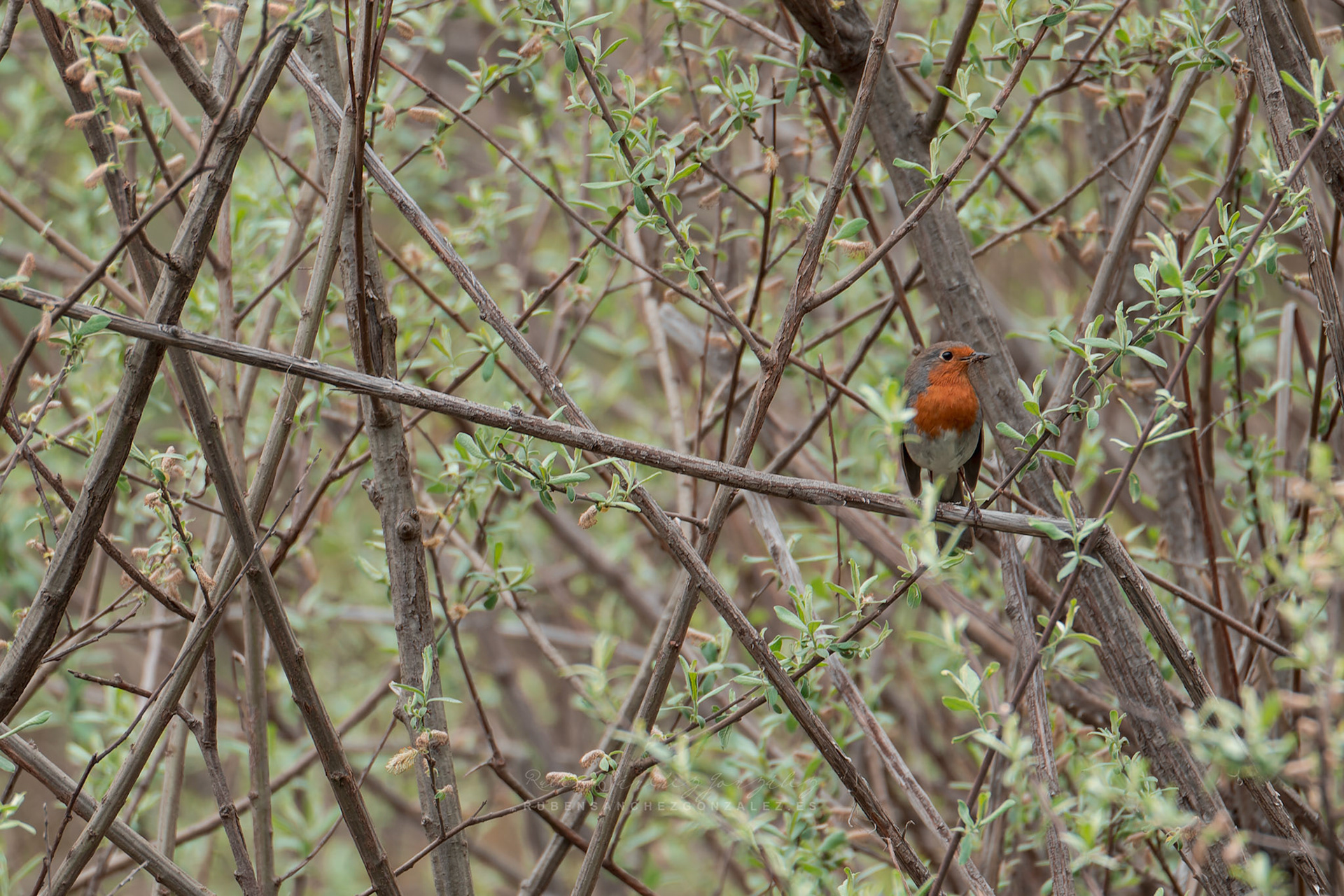 Petirrojo Paporrubio o Erithacus rubecula - Aves