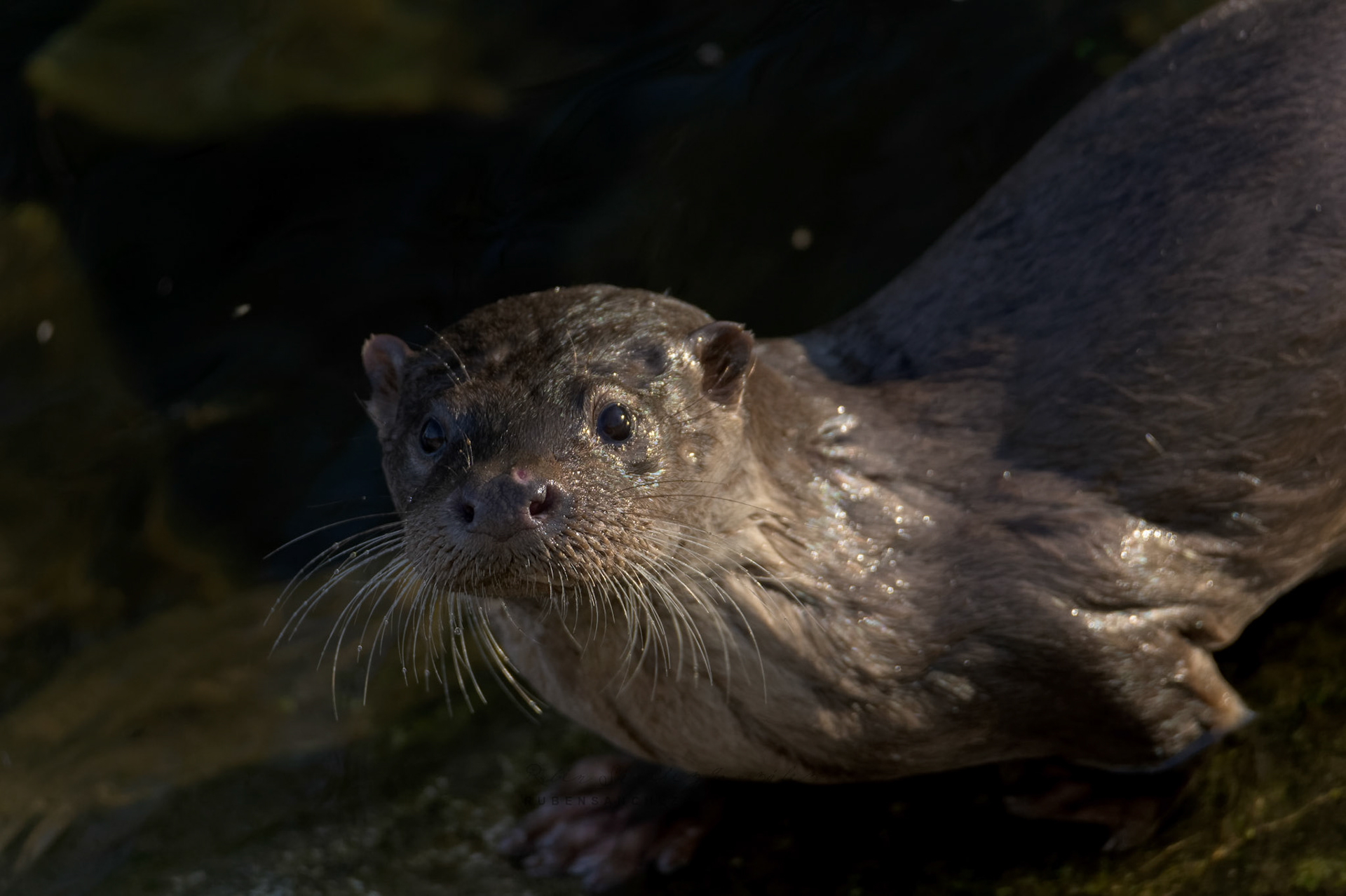 Nutria europea o Lutra lutra - Animales