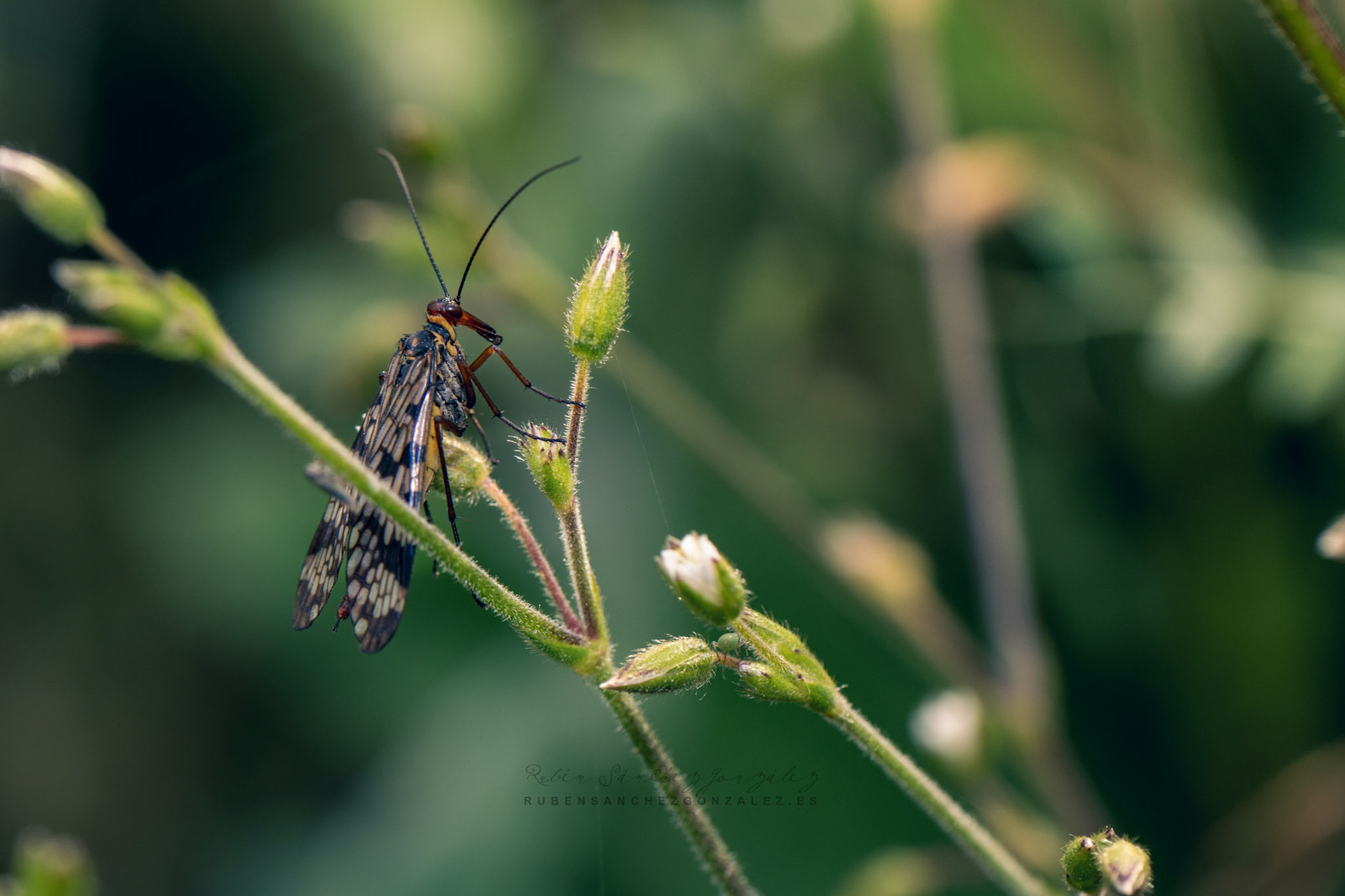 Panorpa communis o Mosquito Escorpión Hembra - Macro