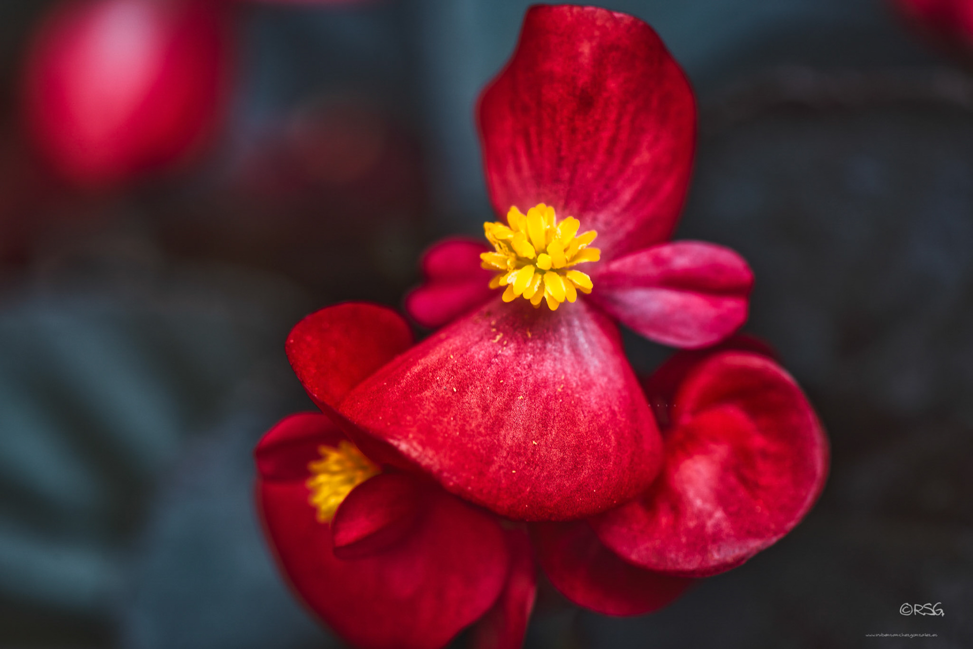 Siempre Florida - Macro