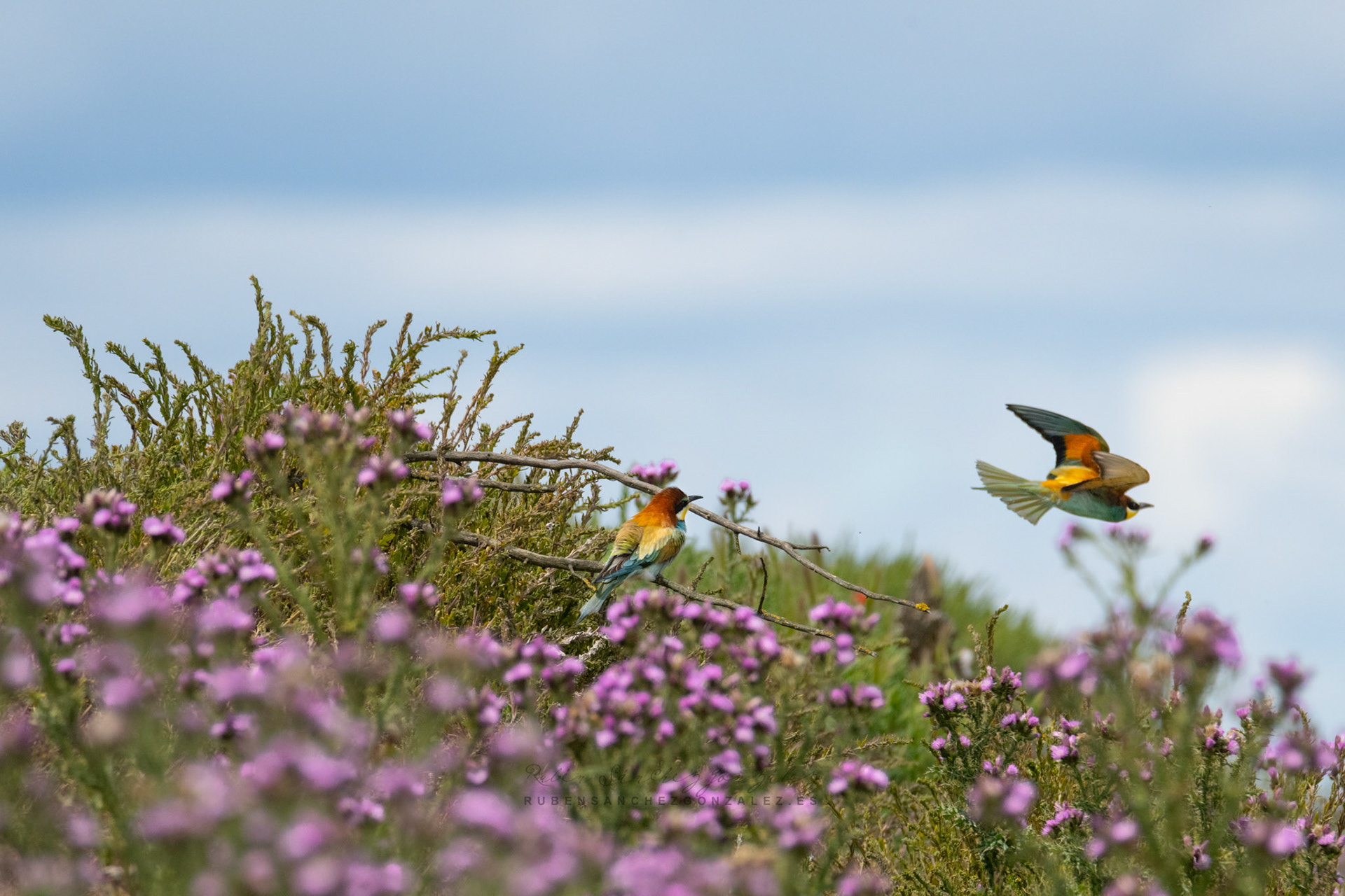 Abejaruco o Merops apiaster - Aves