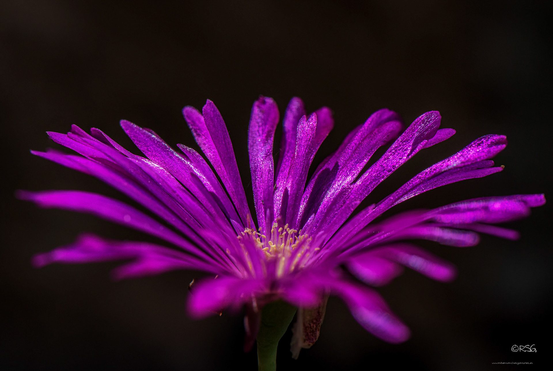 Uña de gato - Carpobrotus edulis - Macro