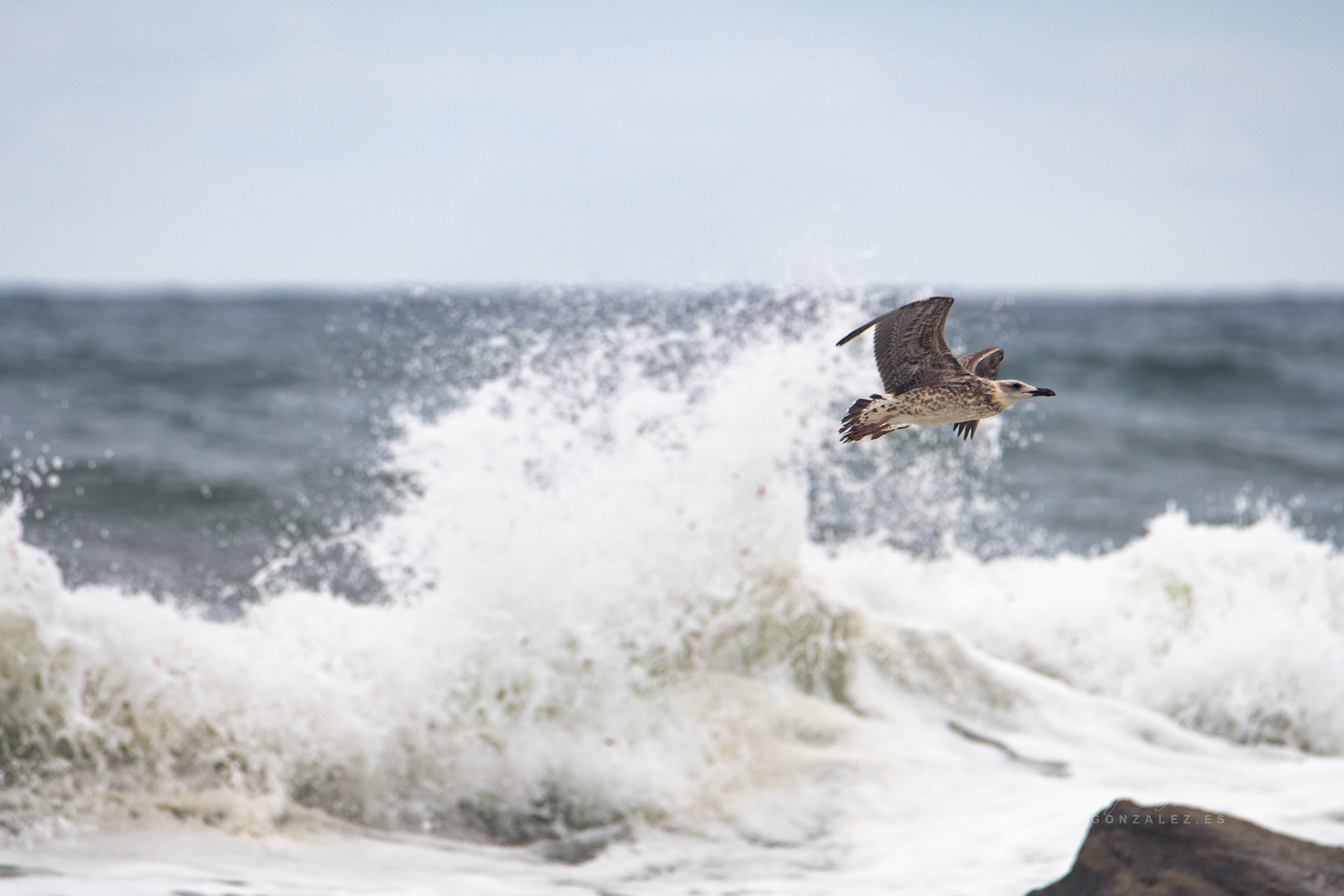 Gaviota de Heuglin o Larus heuglini - Aves