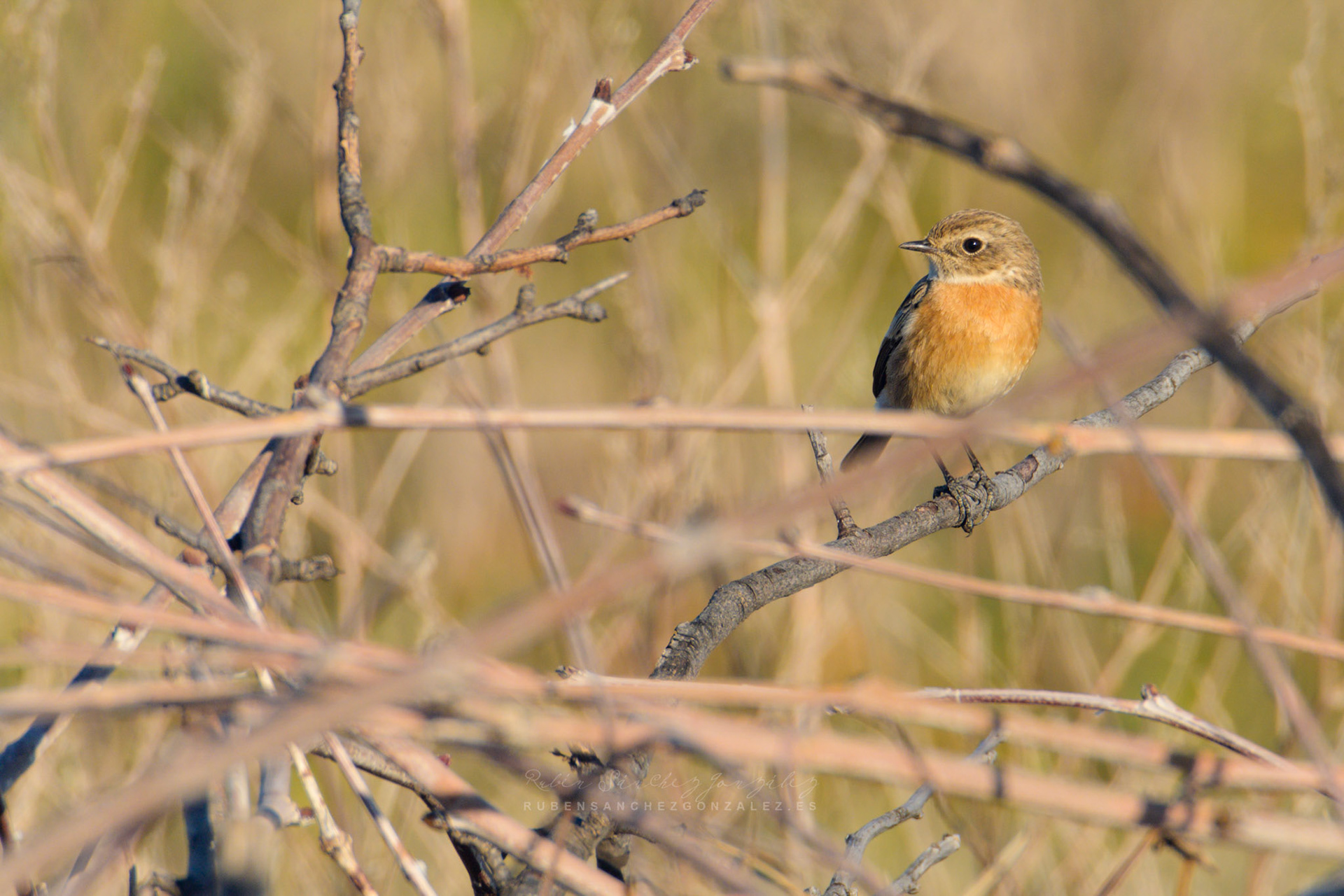 Tarabilla común o Saxicola rubicola - Aves