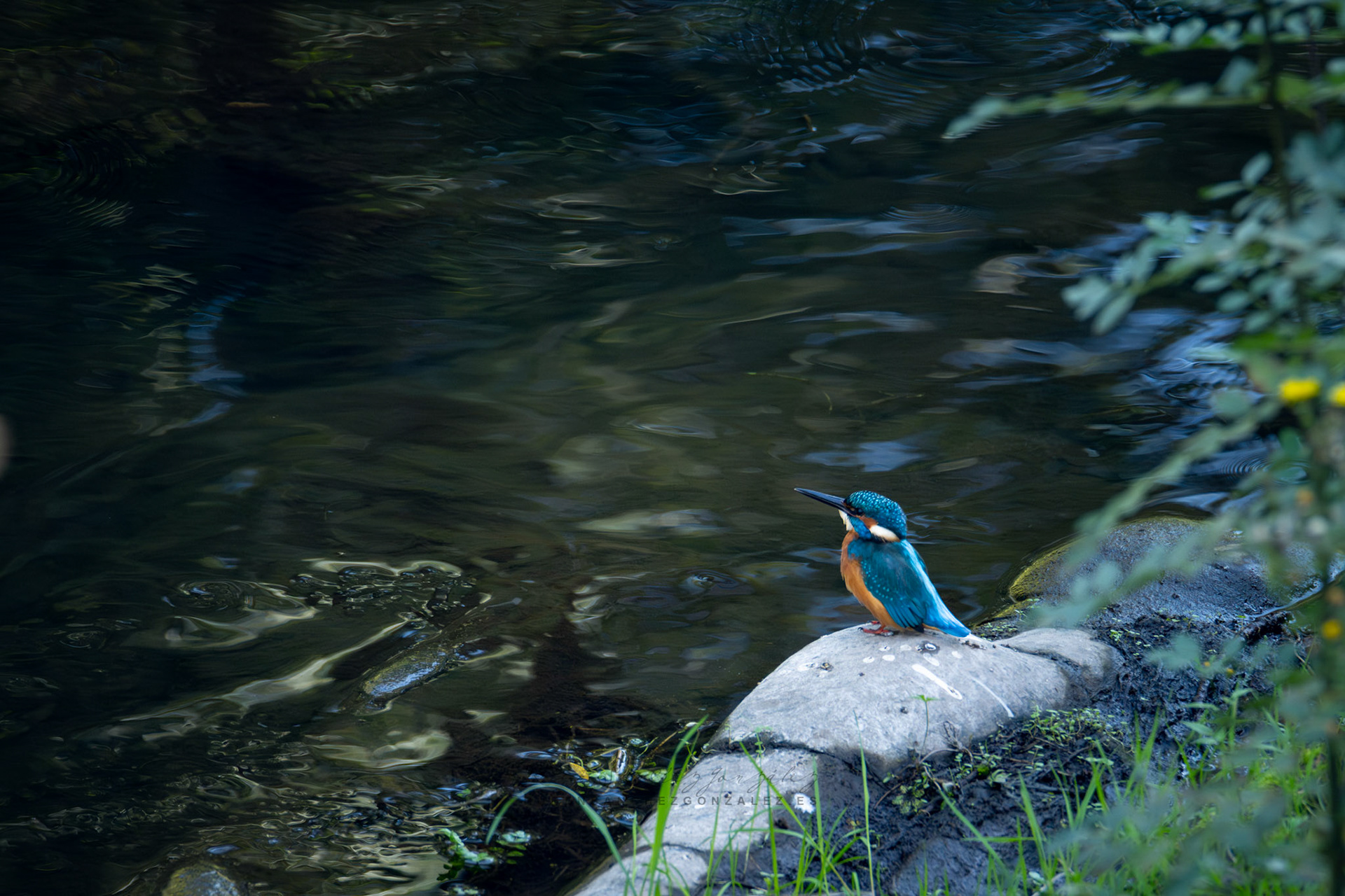 Martín pescador o Alcedo atthis - Aves