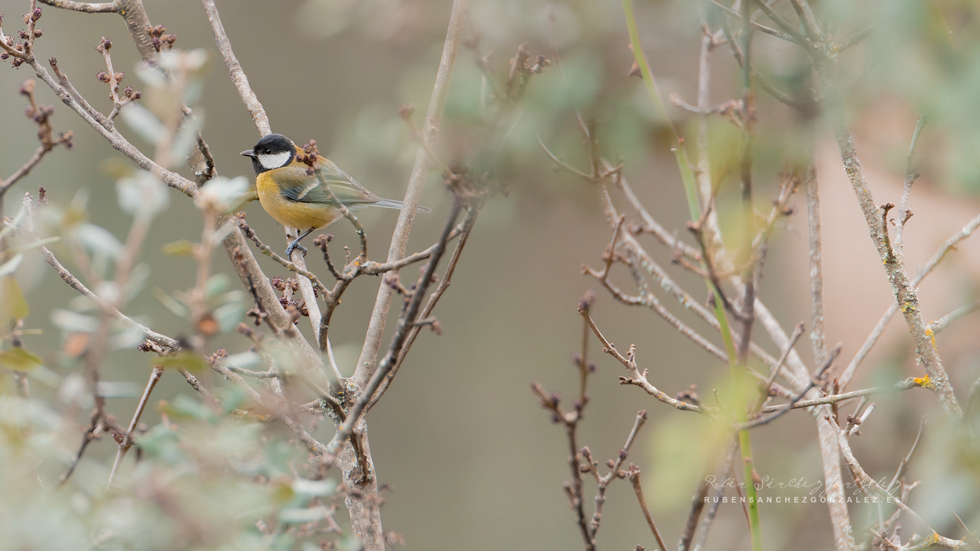 Carbonero Común o Parus major - Aves