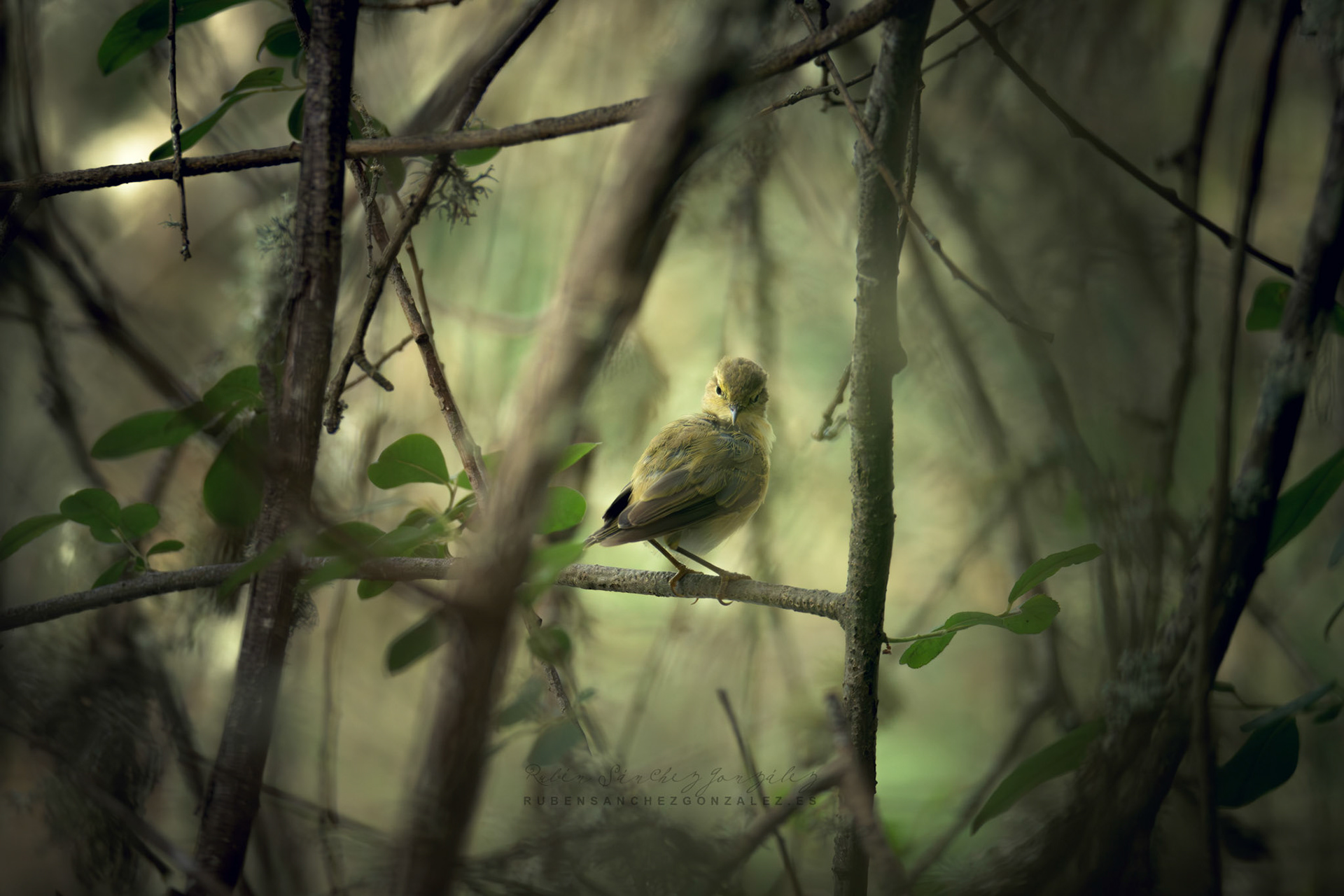 Mosquitero Común o Phylloscopus collybita - Aves