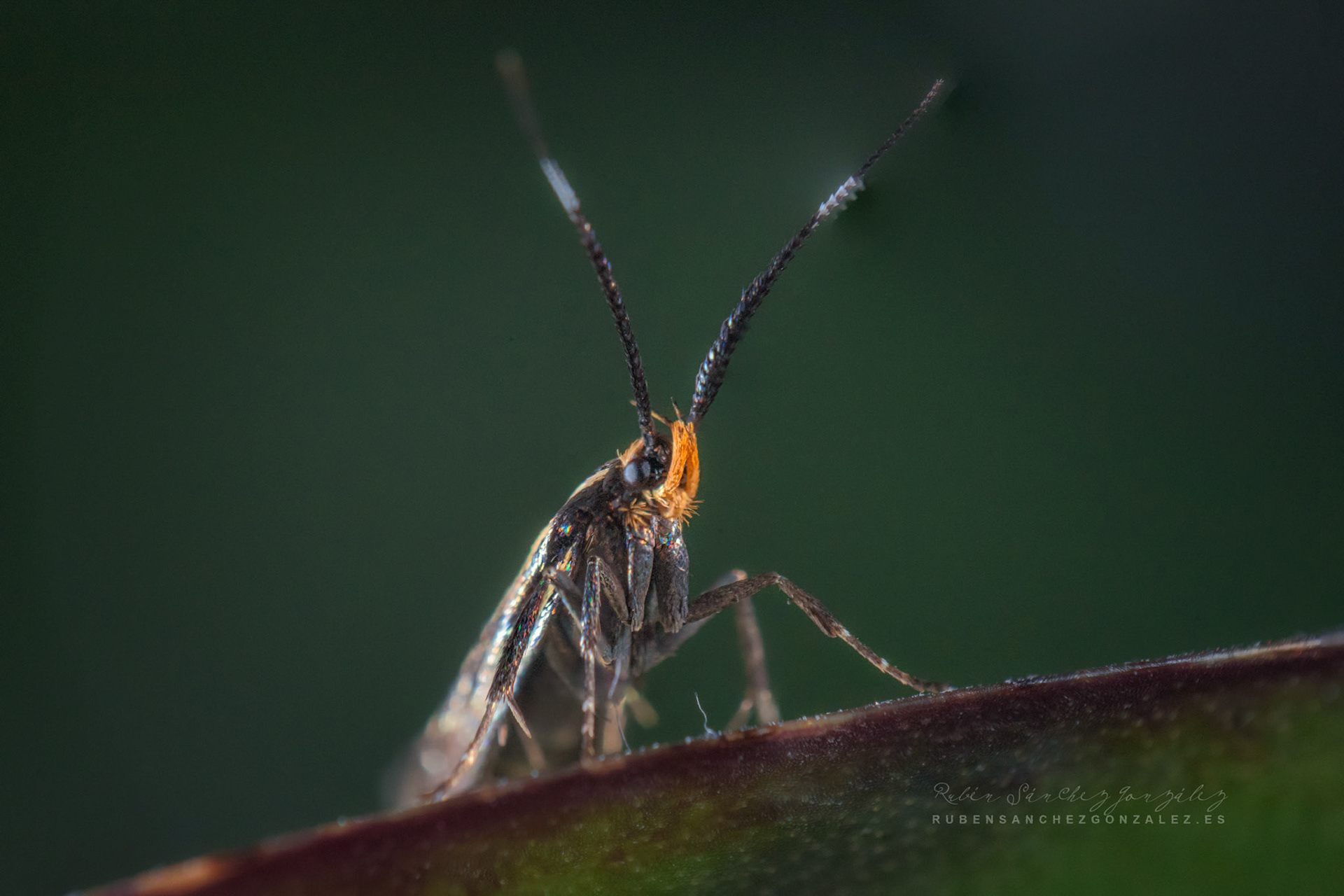Esperia sulphurella - Polilla - Macro