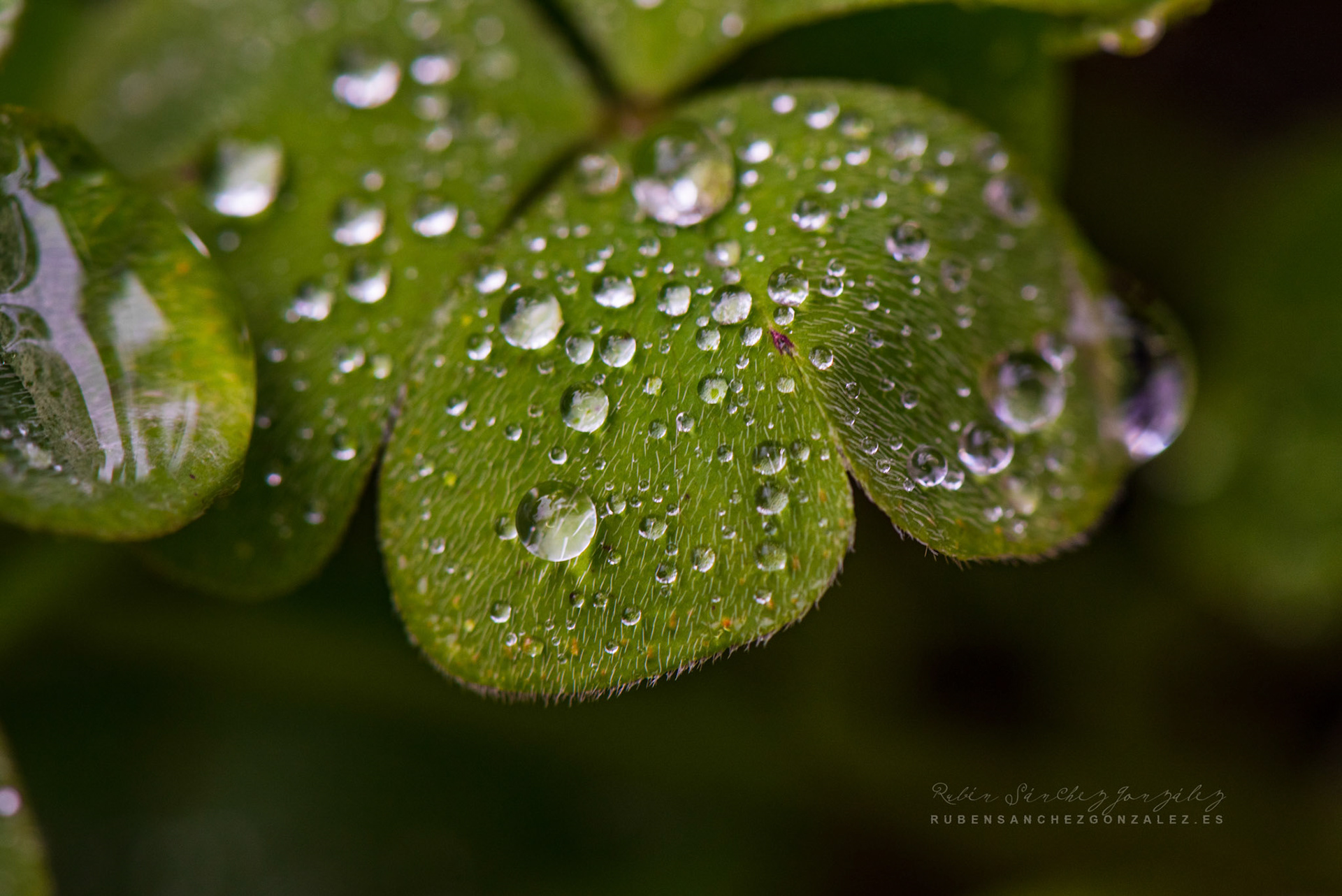 Gotasde lluvia - Macro
