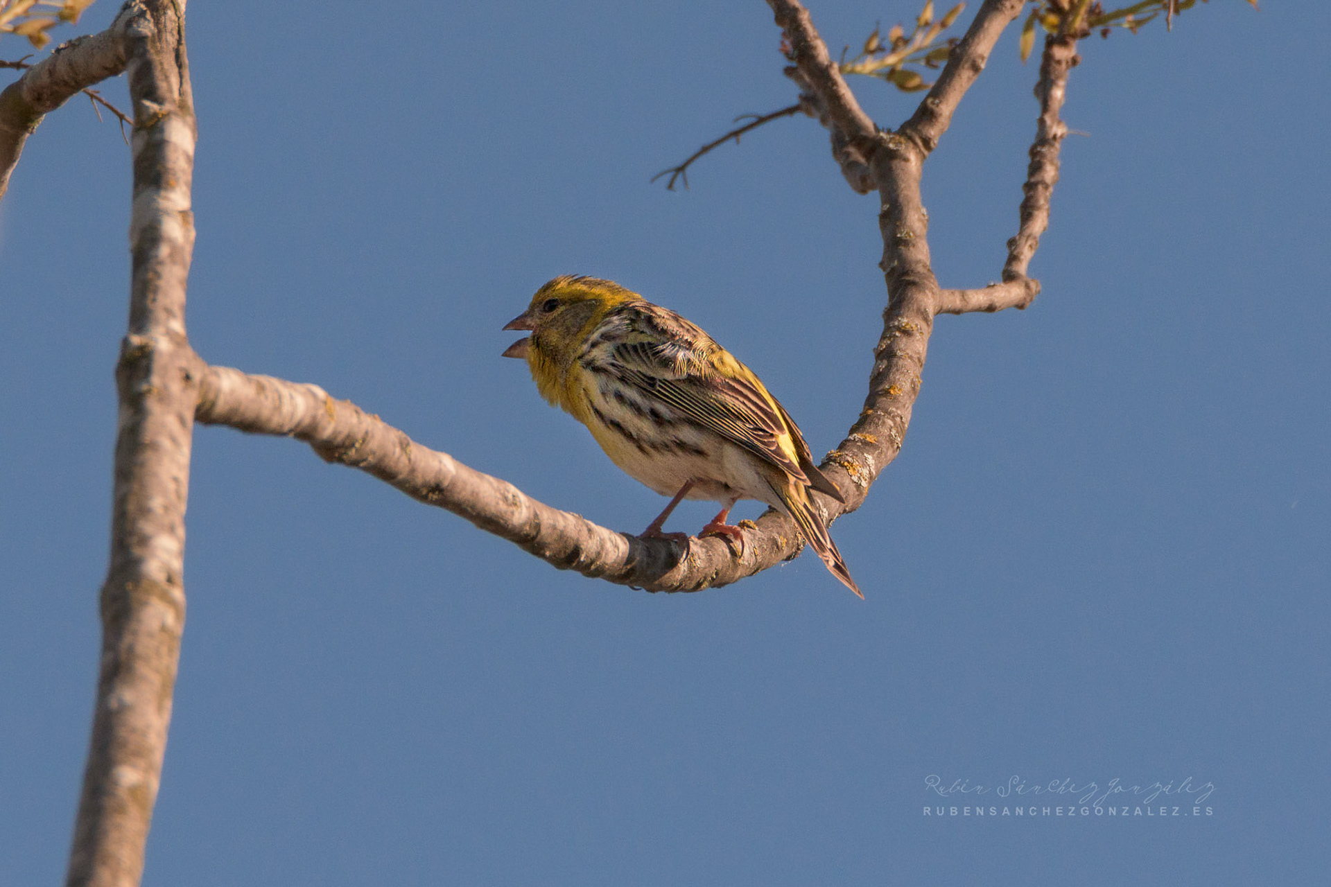 Serinus Serinus o verdecillo - Aves
