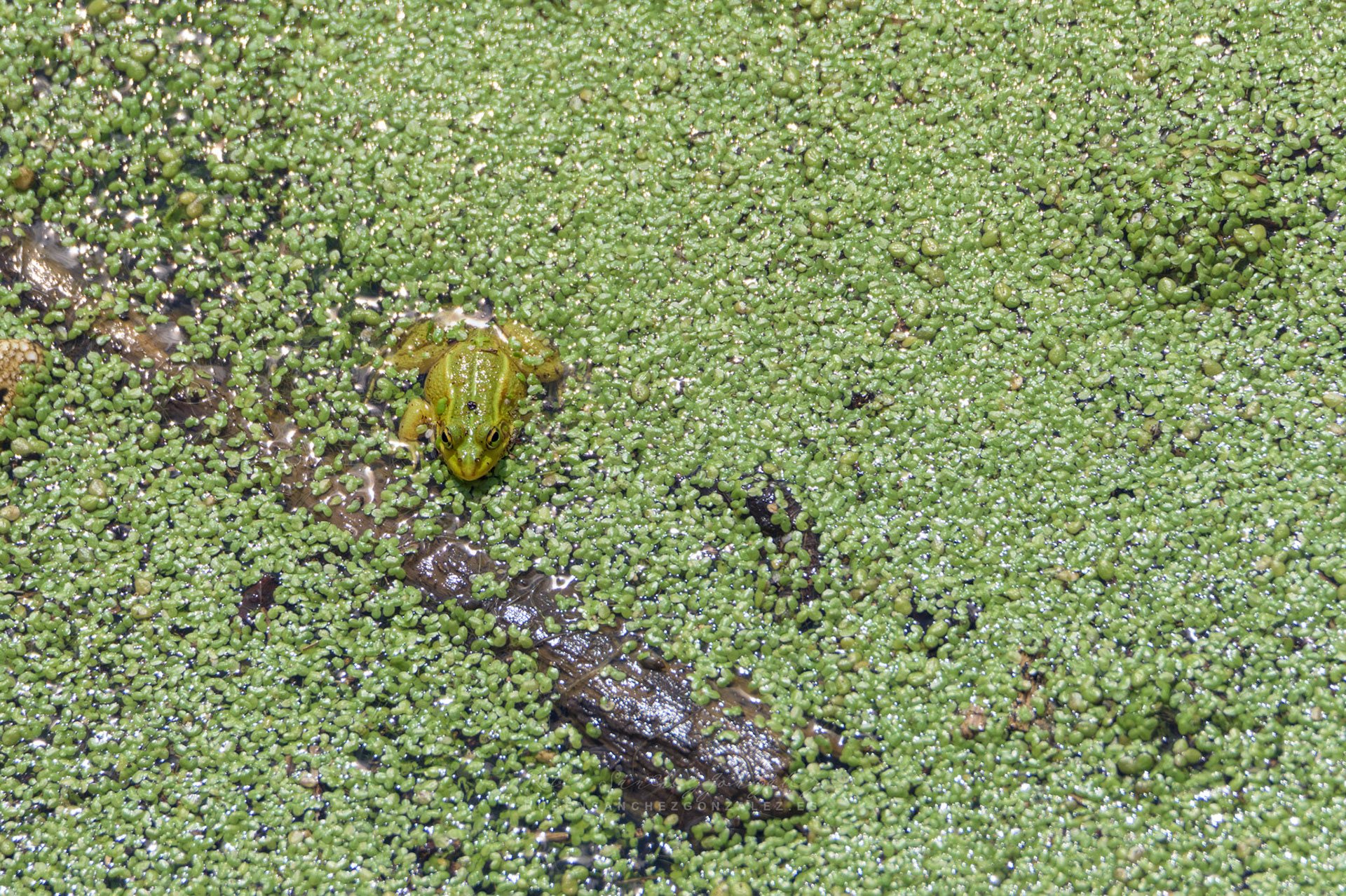 Rana verde o Pelophylax lessonae - Anfibio