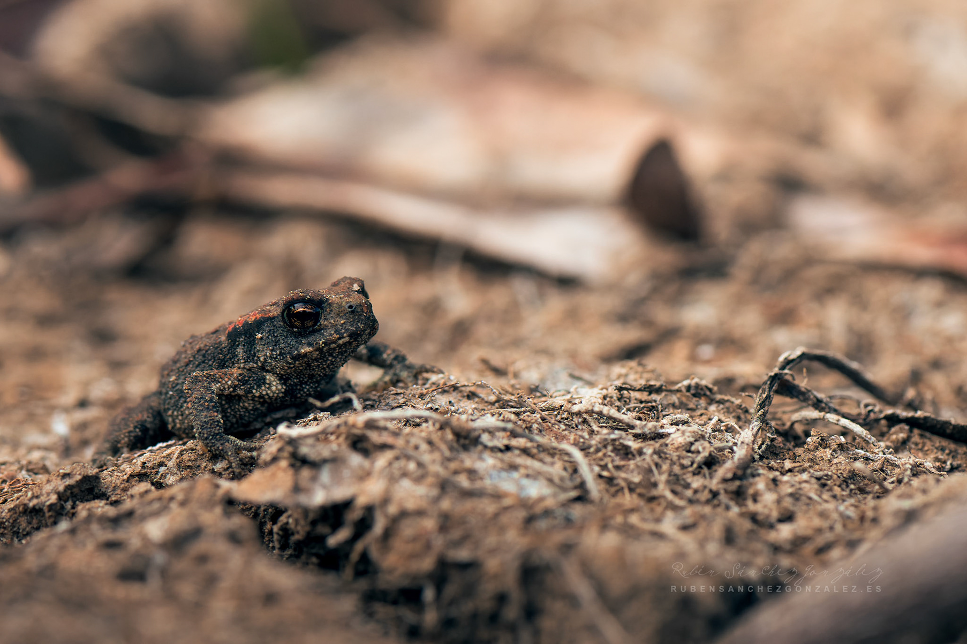 Sapo común o Bufo bufo Linnaeus - Macro