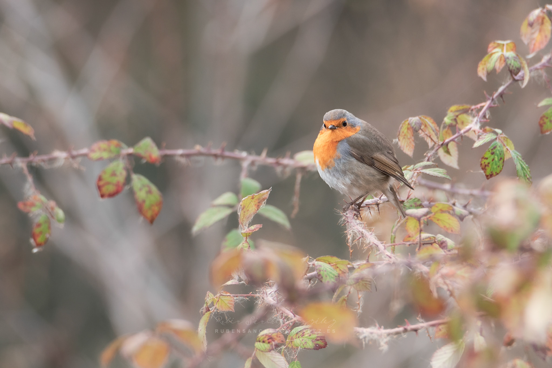 Petirrojo Paporrubio o Erithacus rubecula - Aves