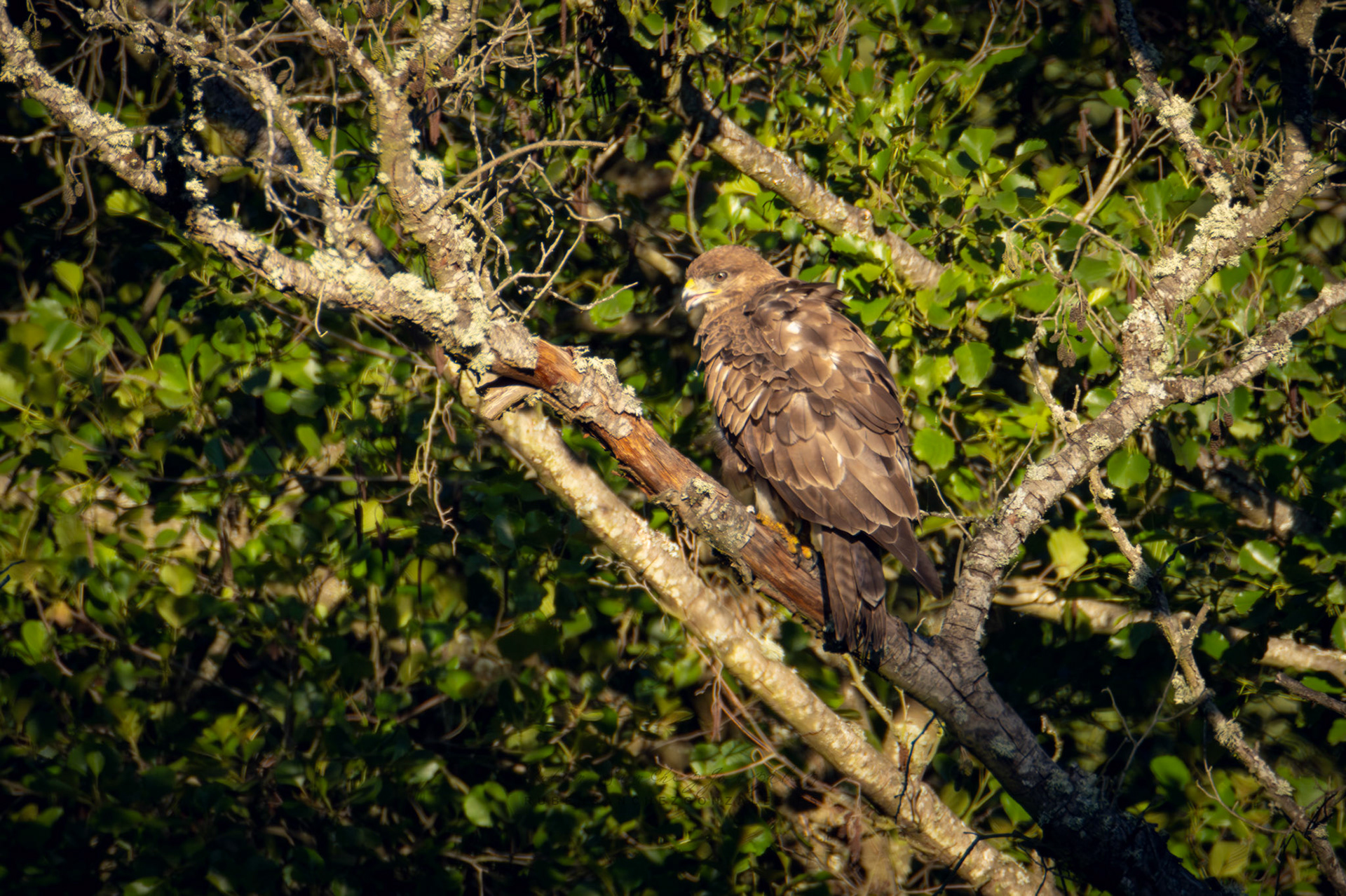 Bustardo ratonero o Buteo buteo - Aves