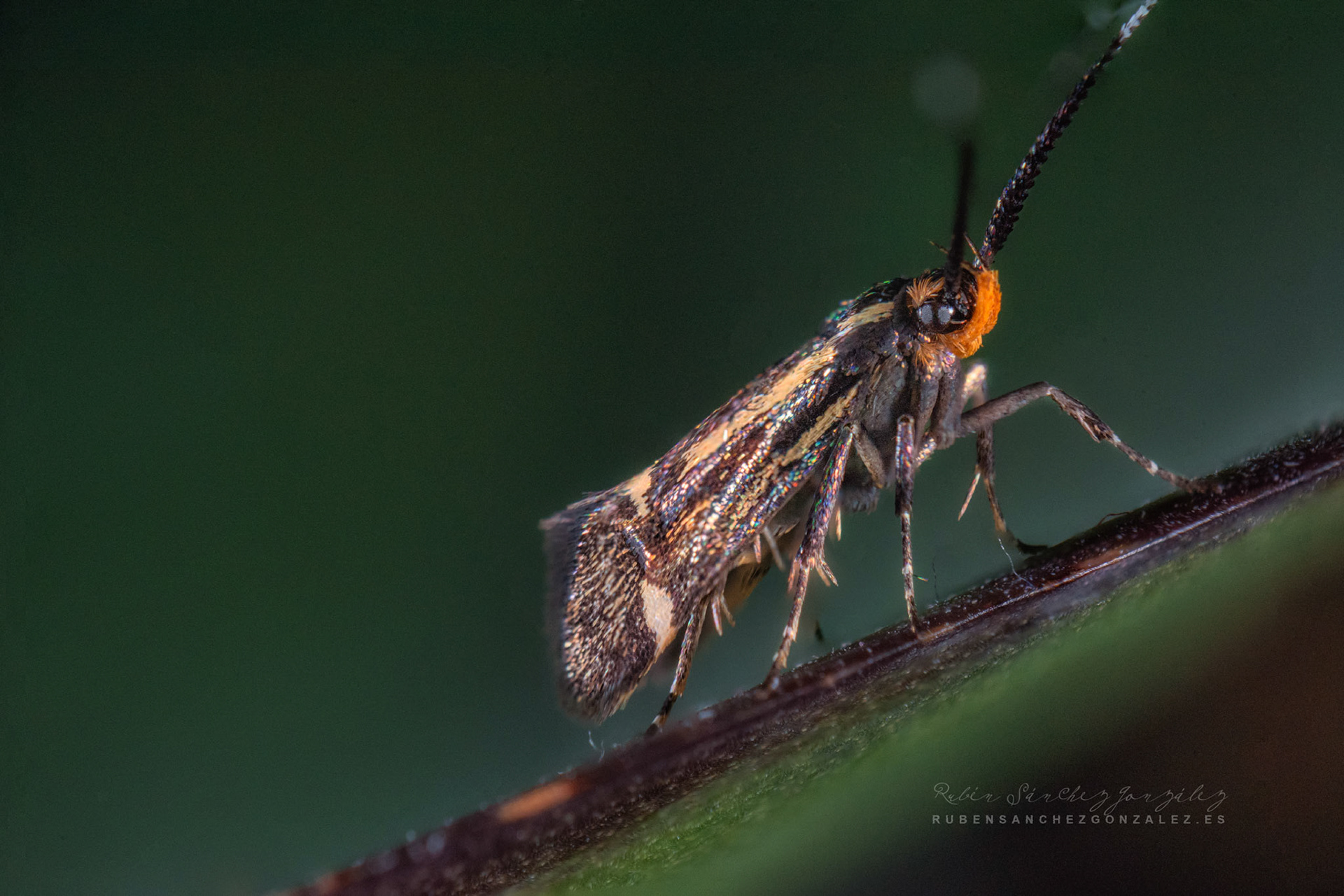 Esperia sulphurella - Polilla - Macro