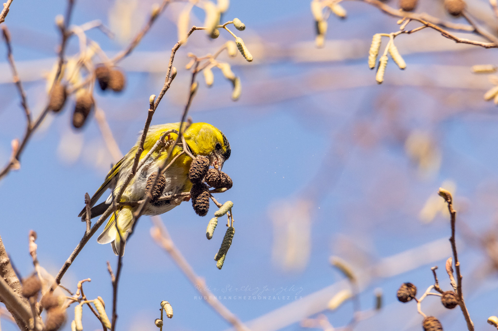 Lugano o Spinus spinus - Aves
