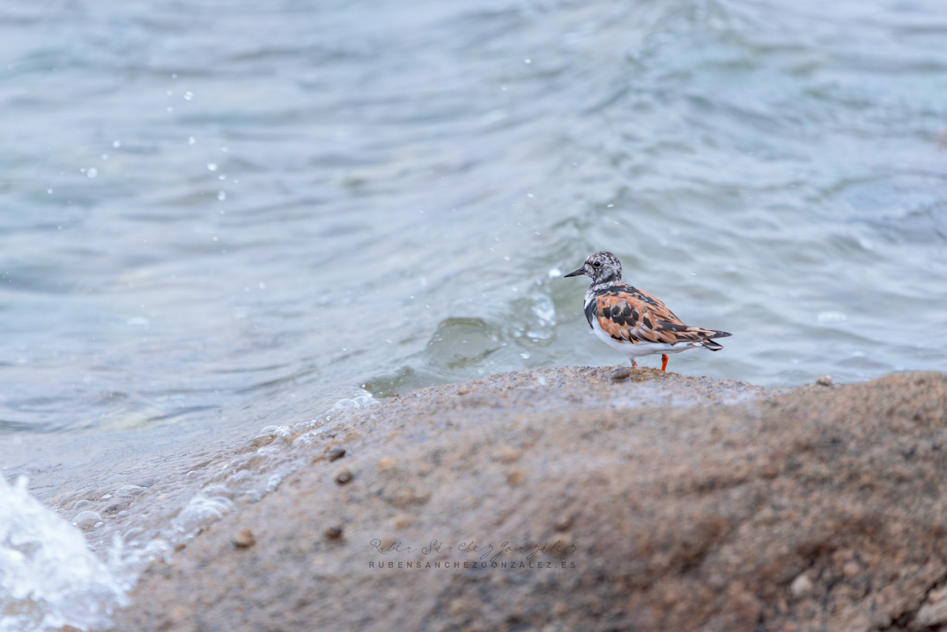 Vuelvepiedras común o Arenaria intrepres - Aves