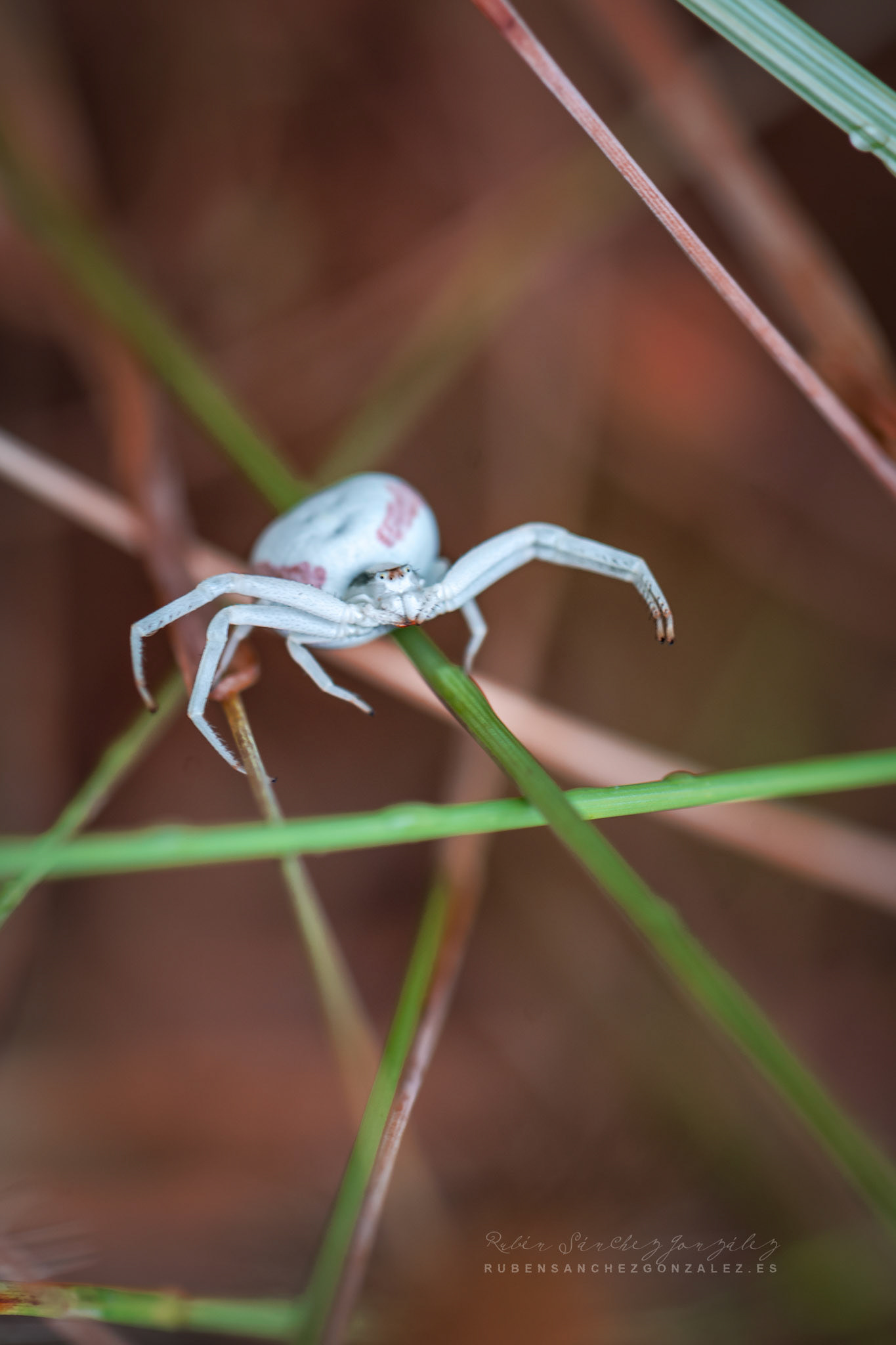 Araña o Misumena vatia - Macro