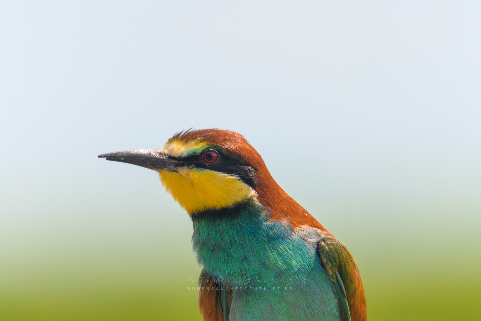 Abejaruco o Merops apiaster - Aves