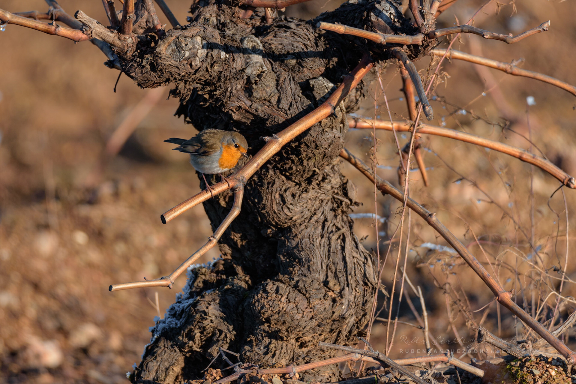 Petirrojo Paporrubio o Erithacus rubecula - Aves