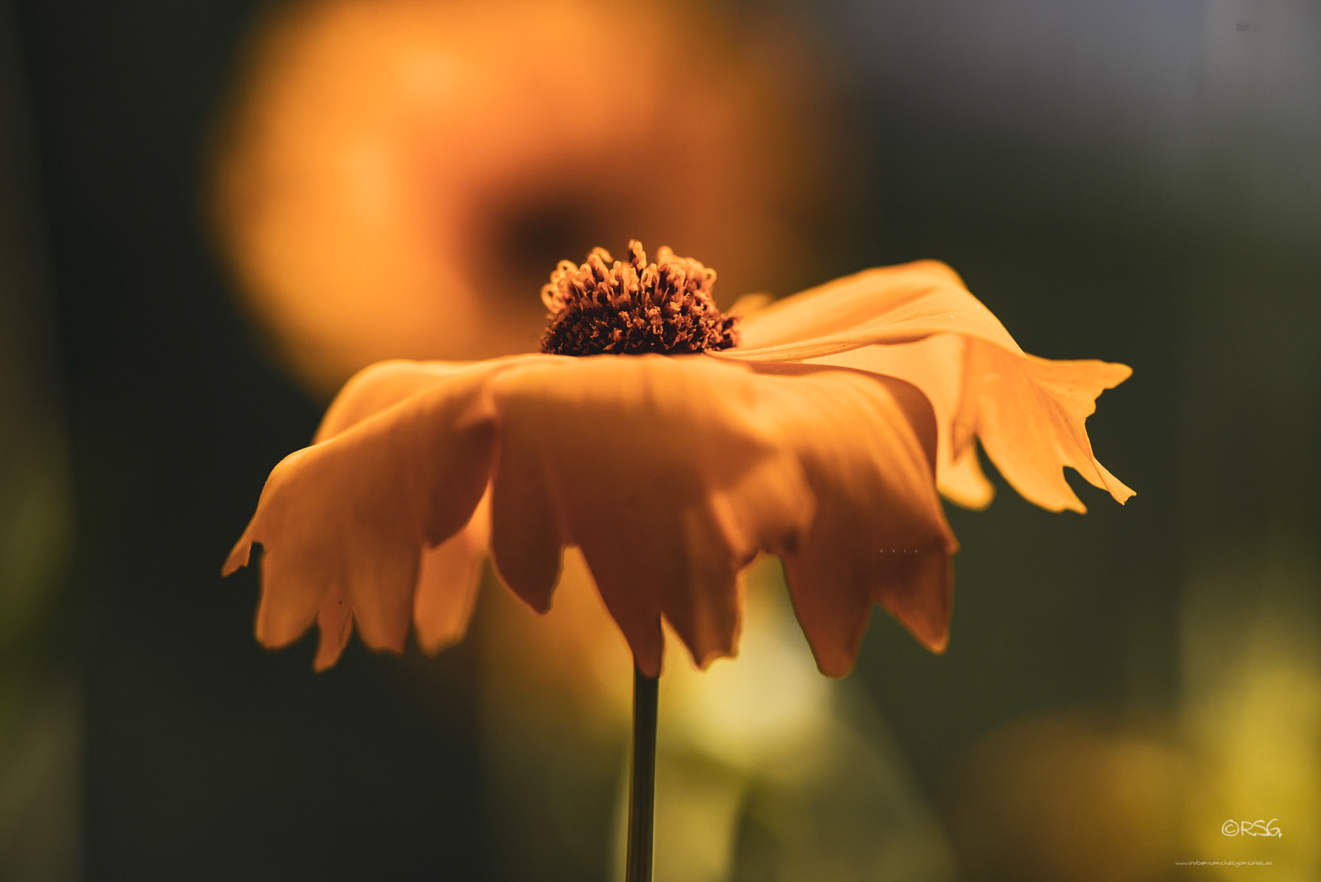 Margarita amarilla - Macro