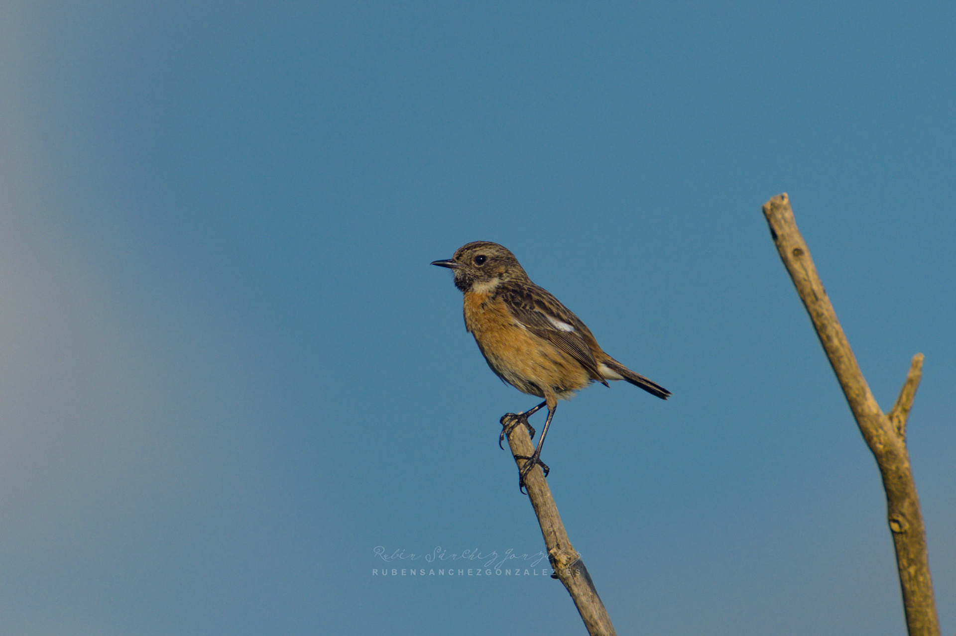 Tarabilla común o Saxicola rubicola hembra - Aves