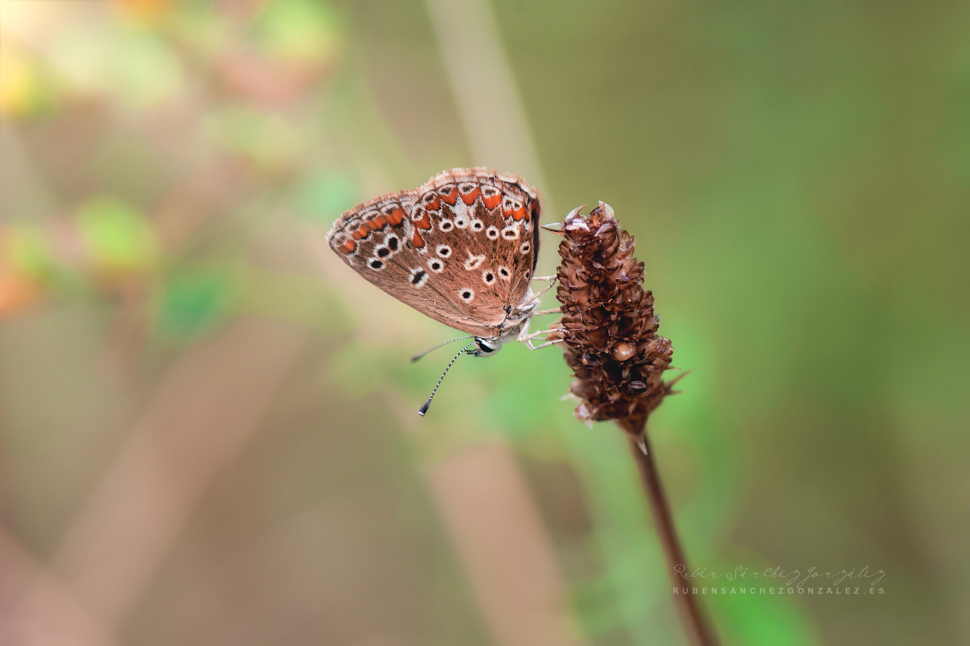 Polyommatus thersites - Macro