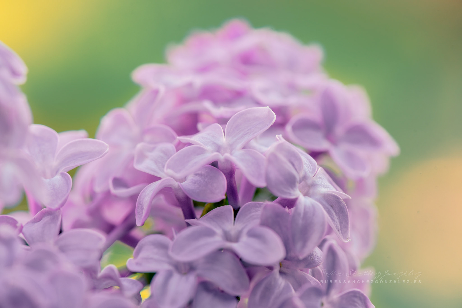Syringa vulgaris - Lilo  - Flor Macro