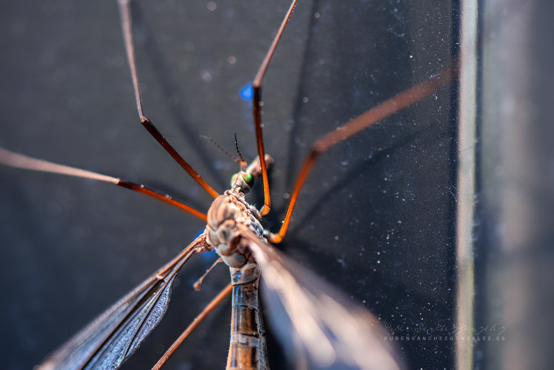 Tipula paludosa - Macro