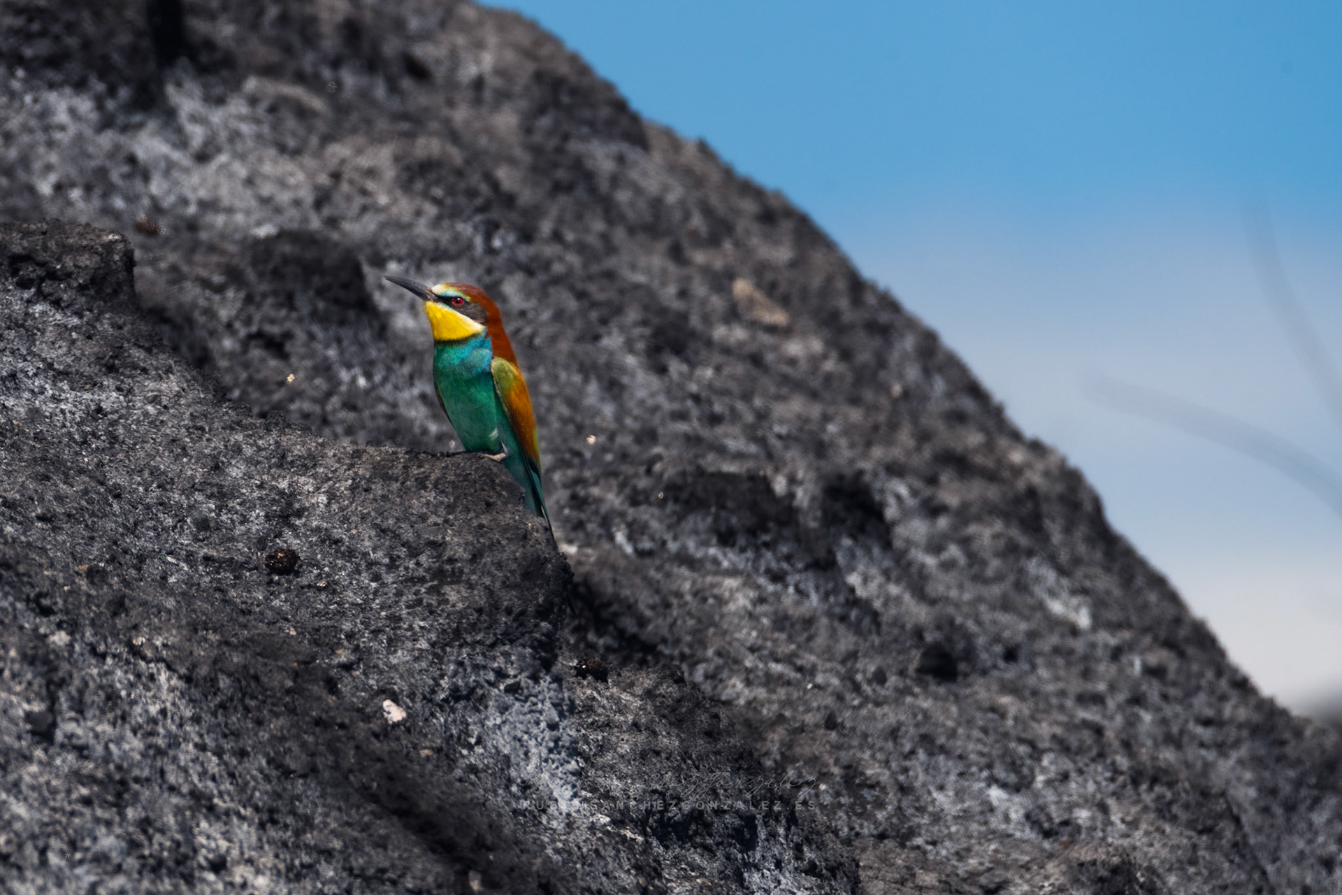 Abejaruco o Merops apiaster - Aves