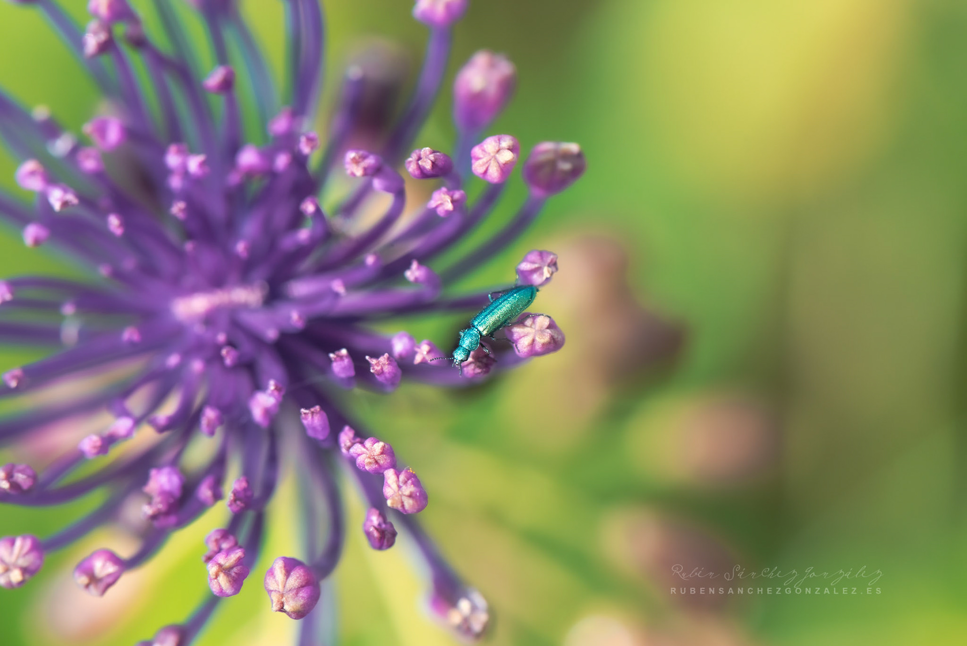 Malachius Bipustulatus - Macro